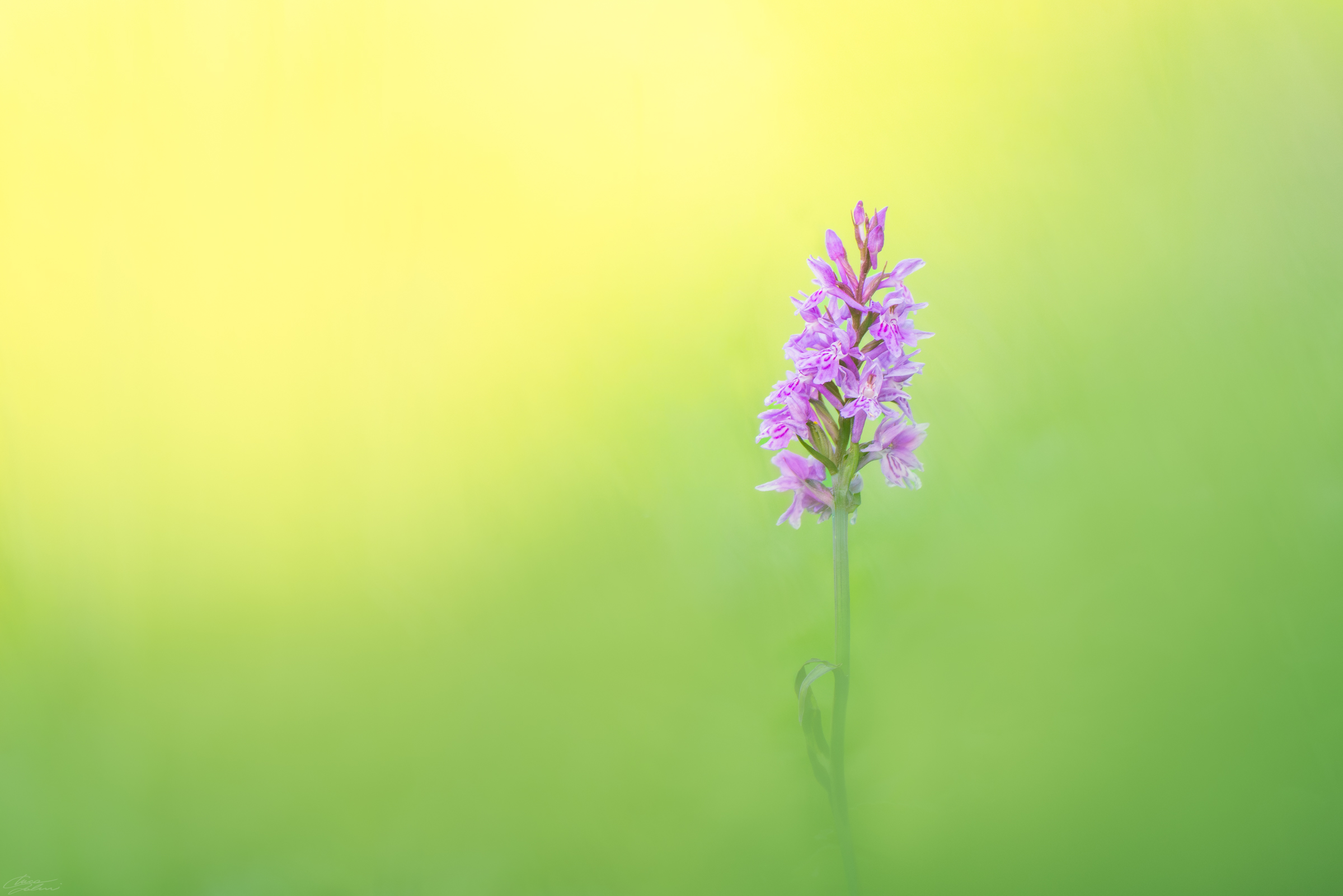 Tra il giallo e il verde