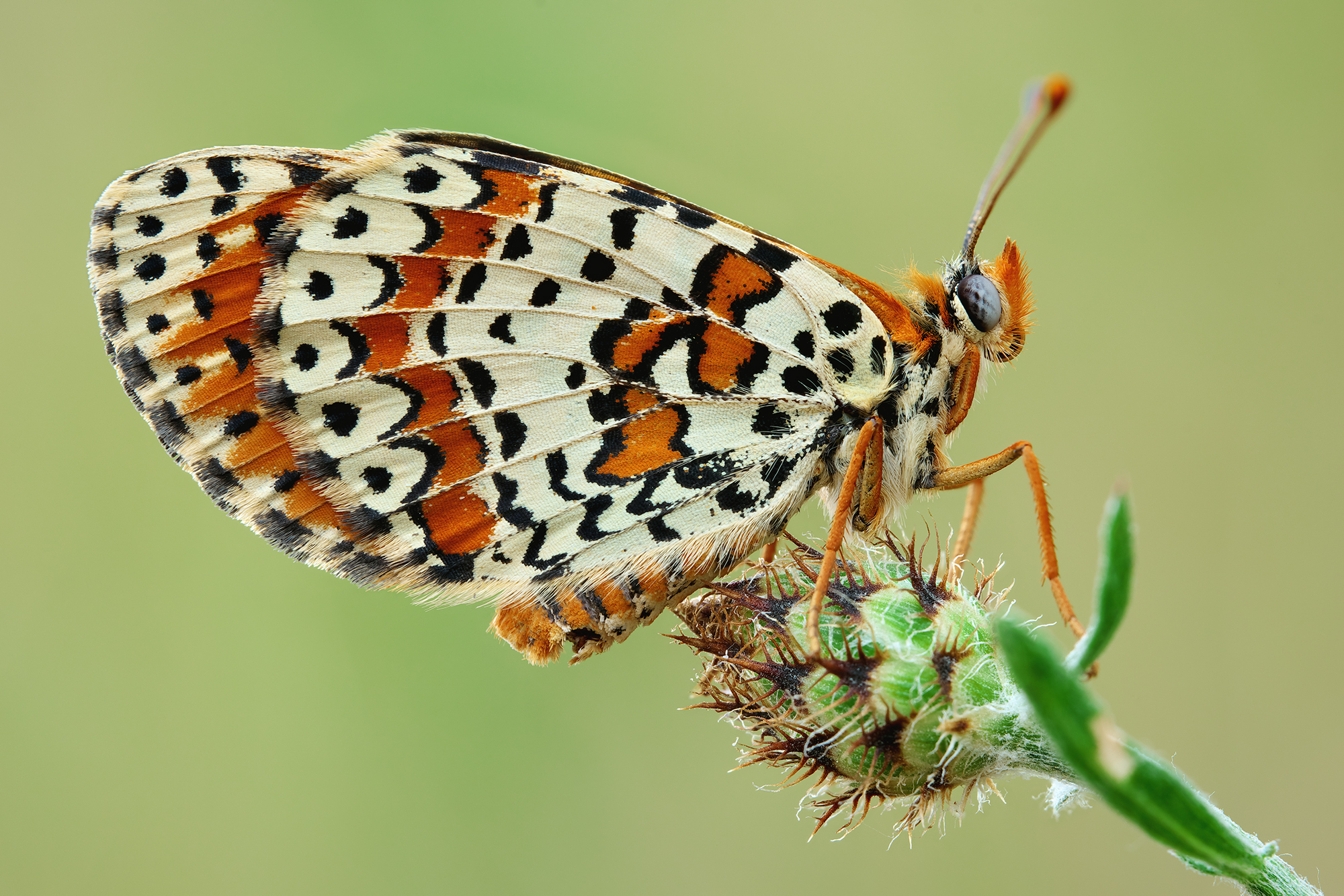 Didyma di Melitaea