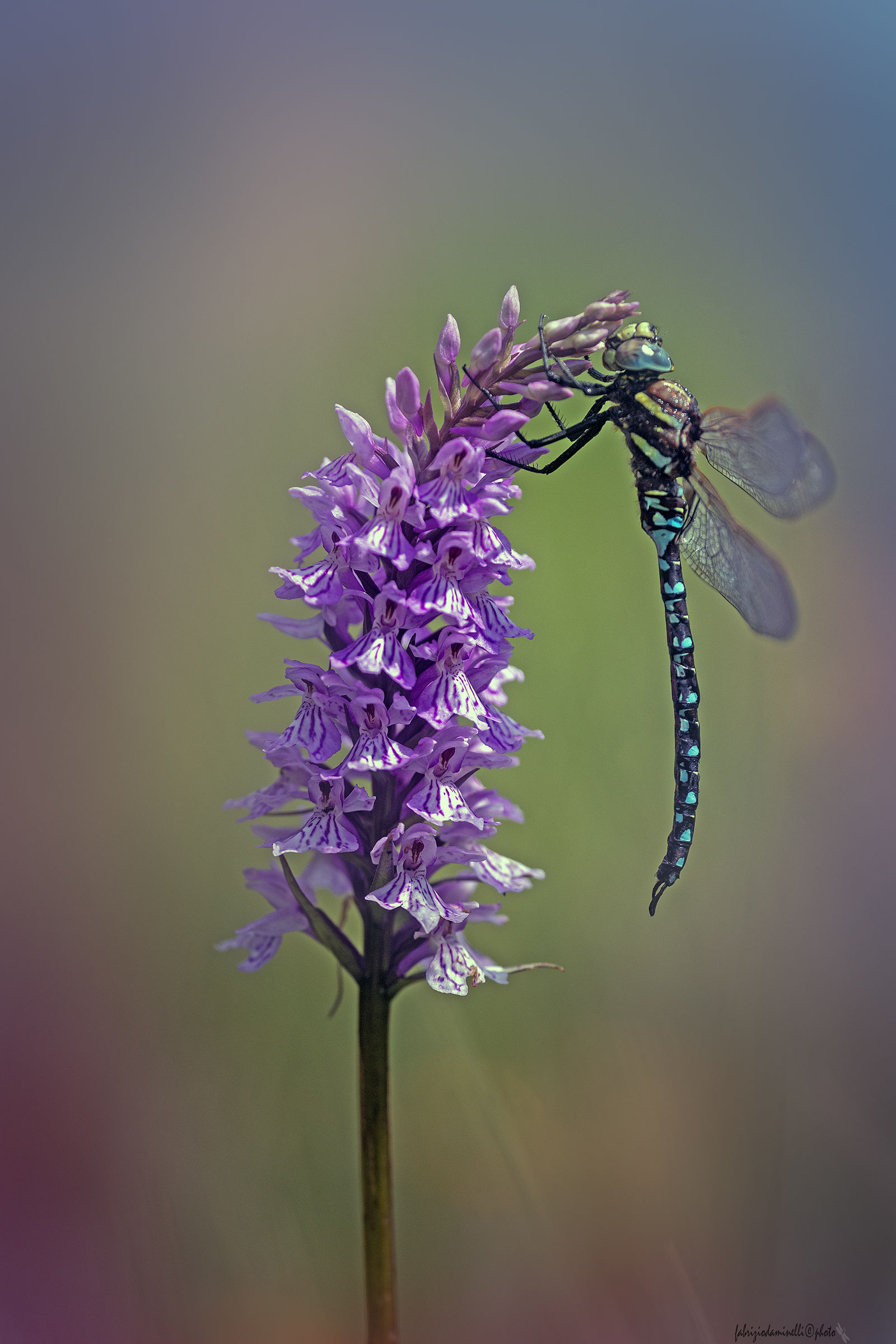 Aeshna juncea