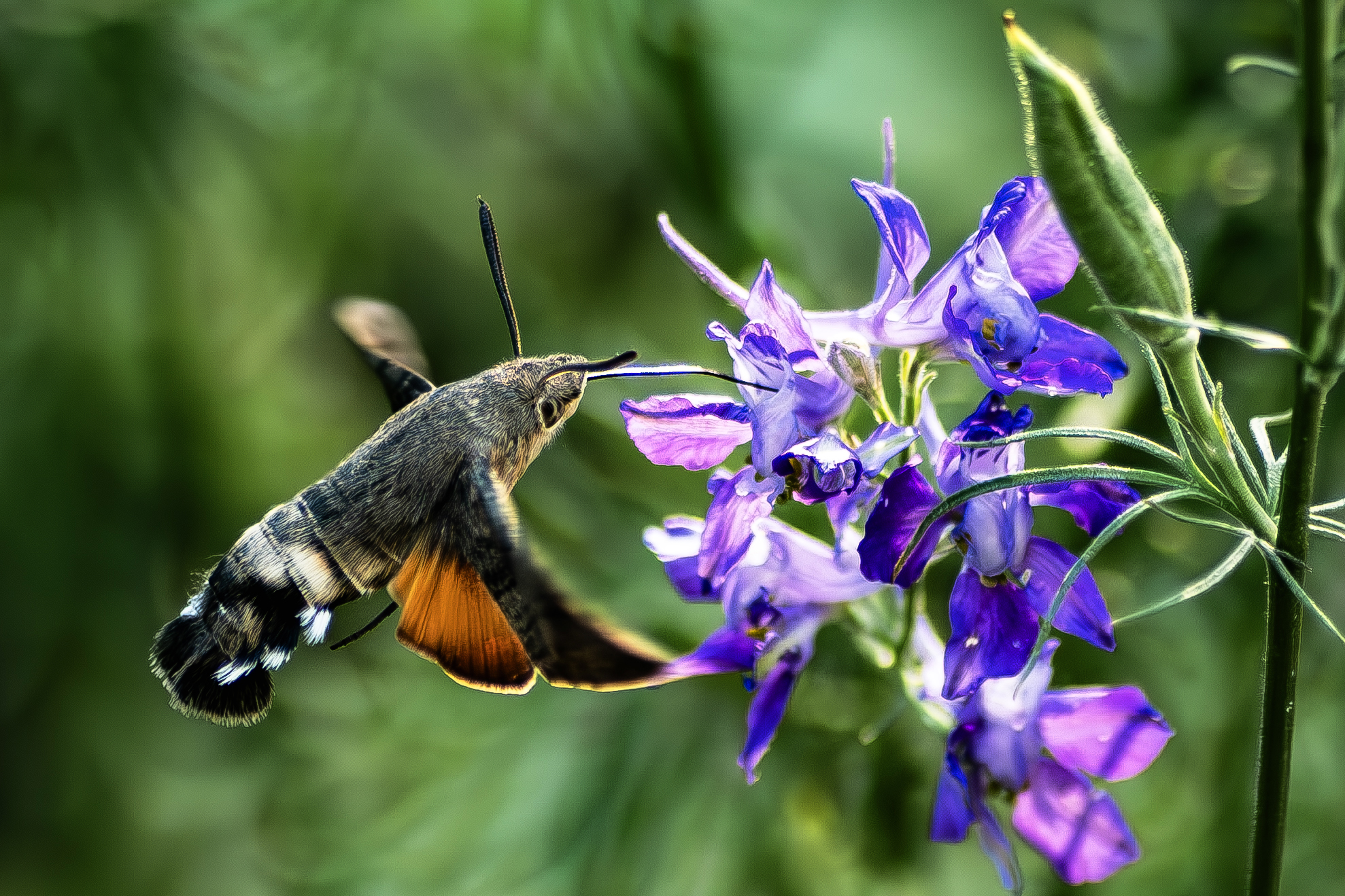 Sfinge del galio - Macroglossum stellatarum 2
