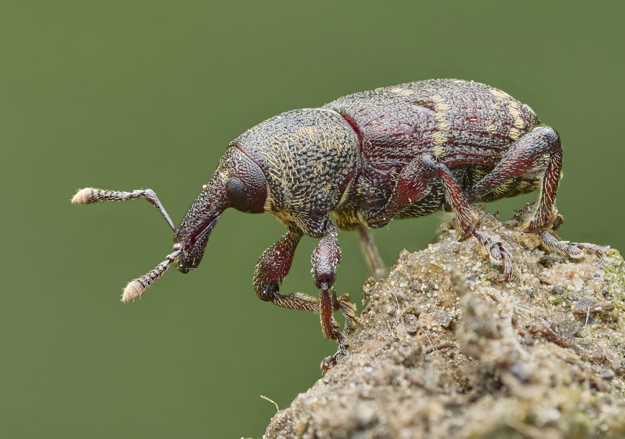 Hylobius pinastri 2