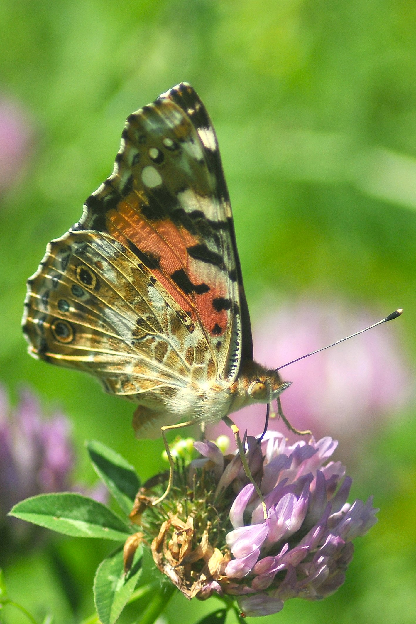 Vanessa Cardui