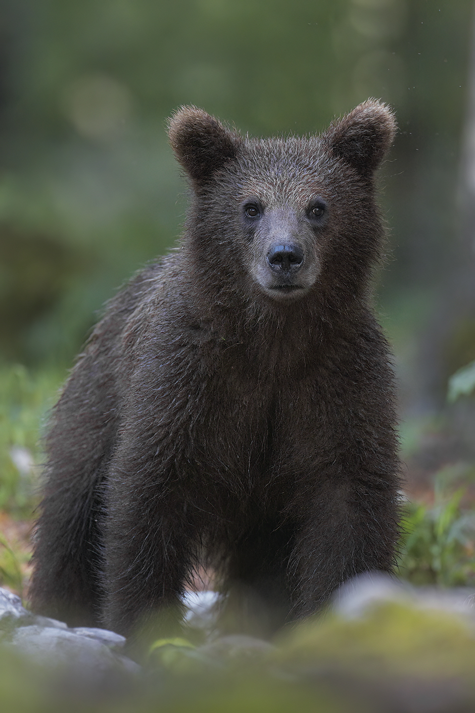 Brown Bear, Slovenia