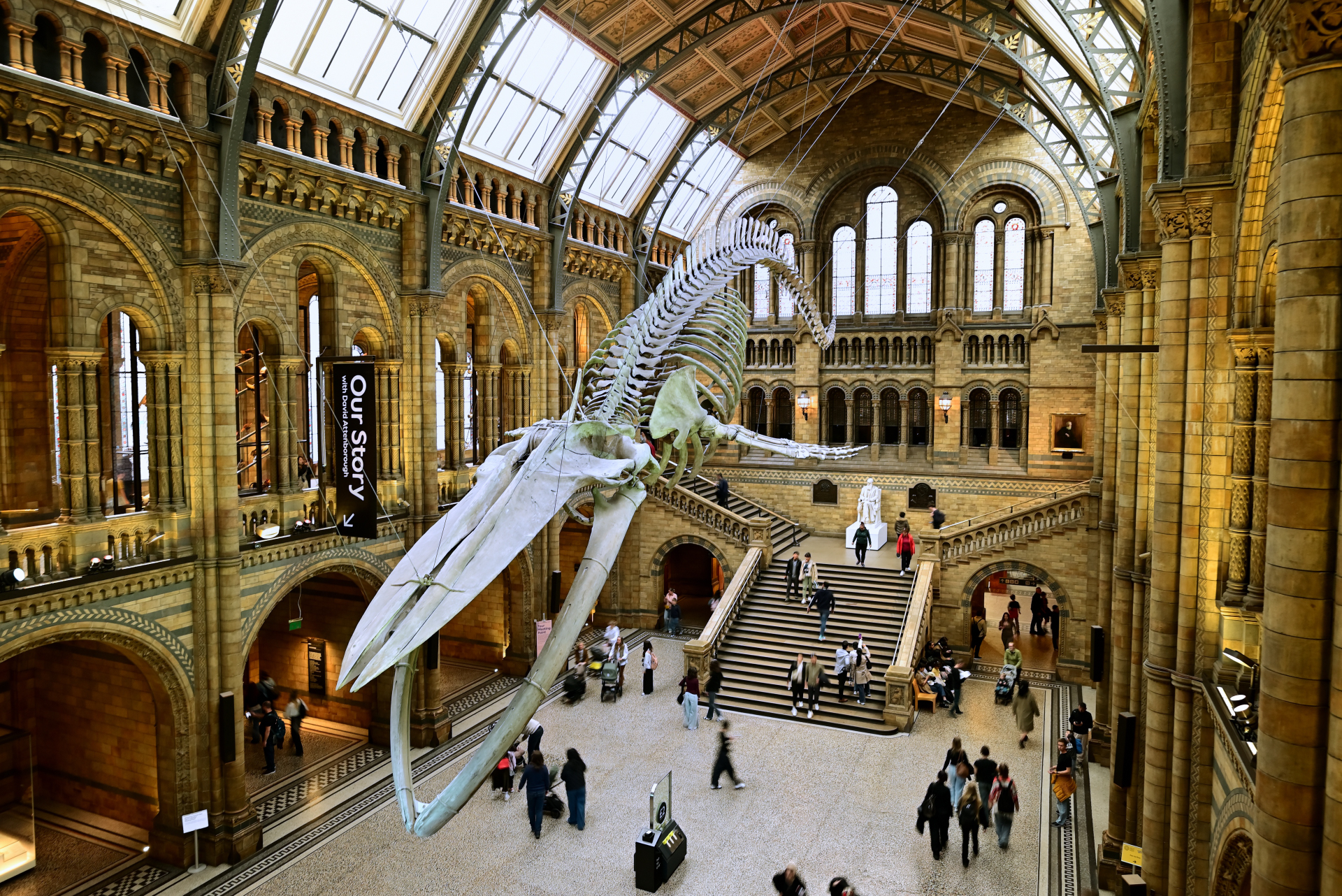 Blue whale skeleton above the statue of the  Darwin