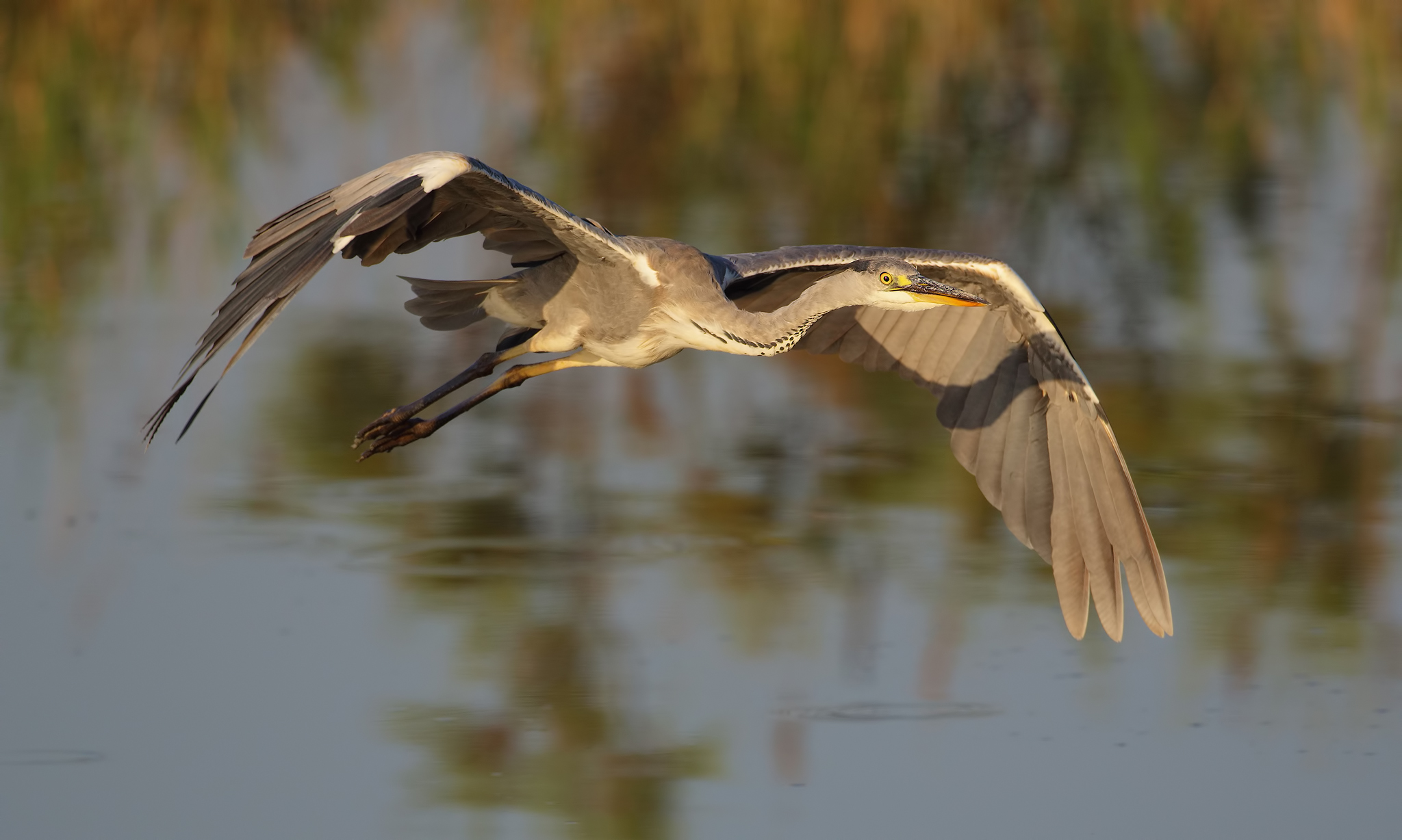 Grey Heron