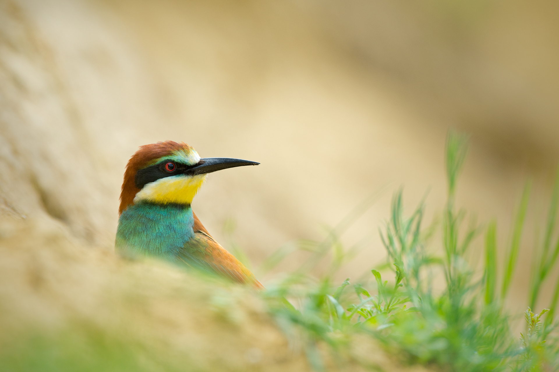 In search of the nest