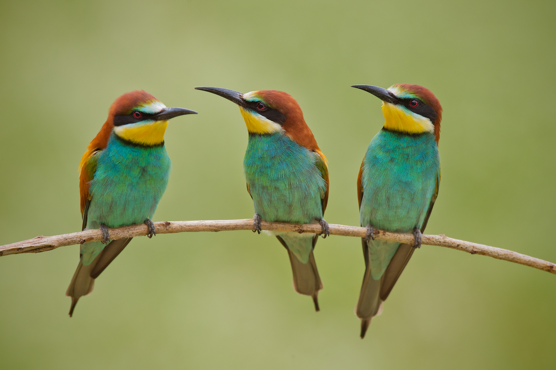 Three the perfect Nummer