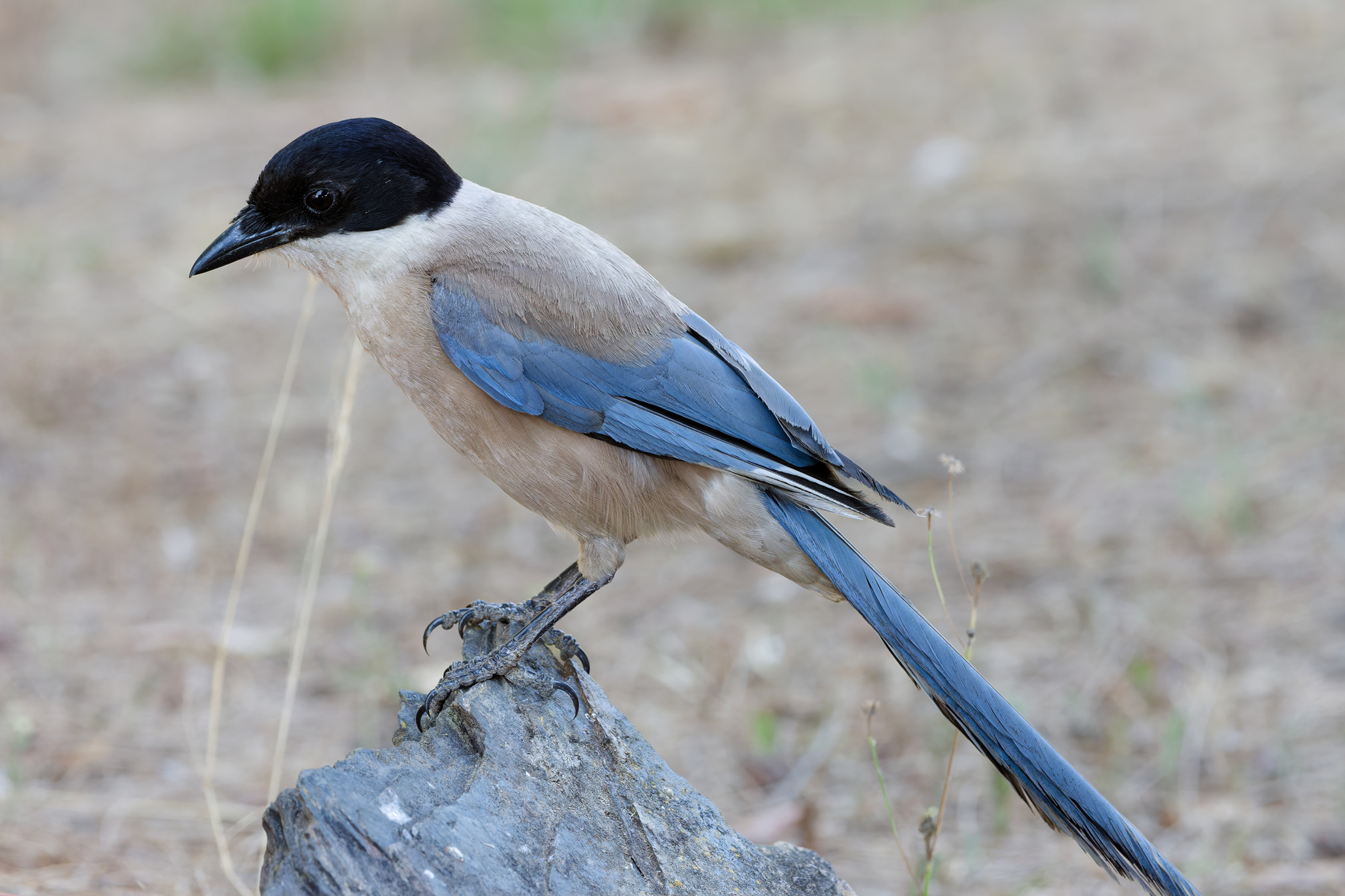 Iberian magpie