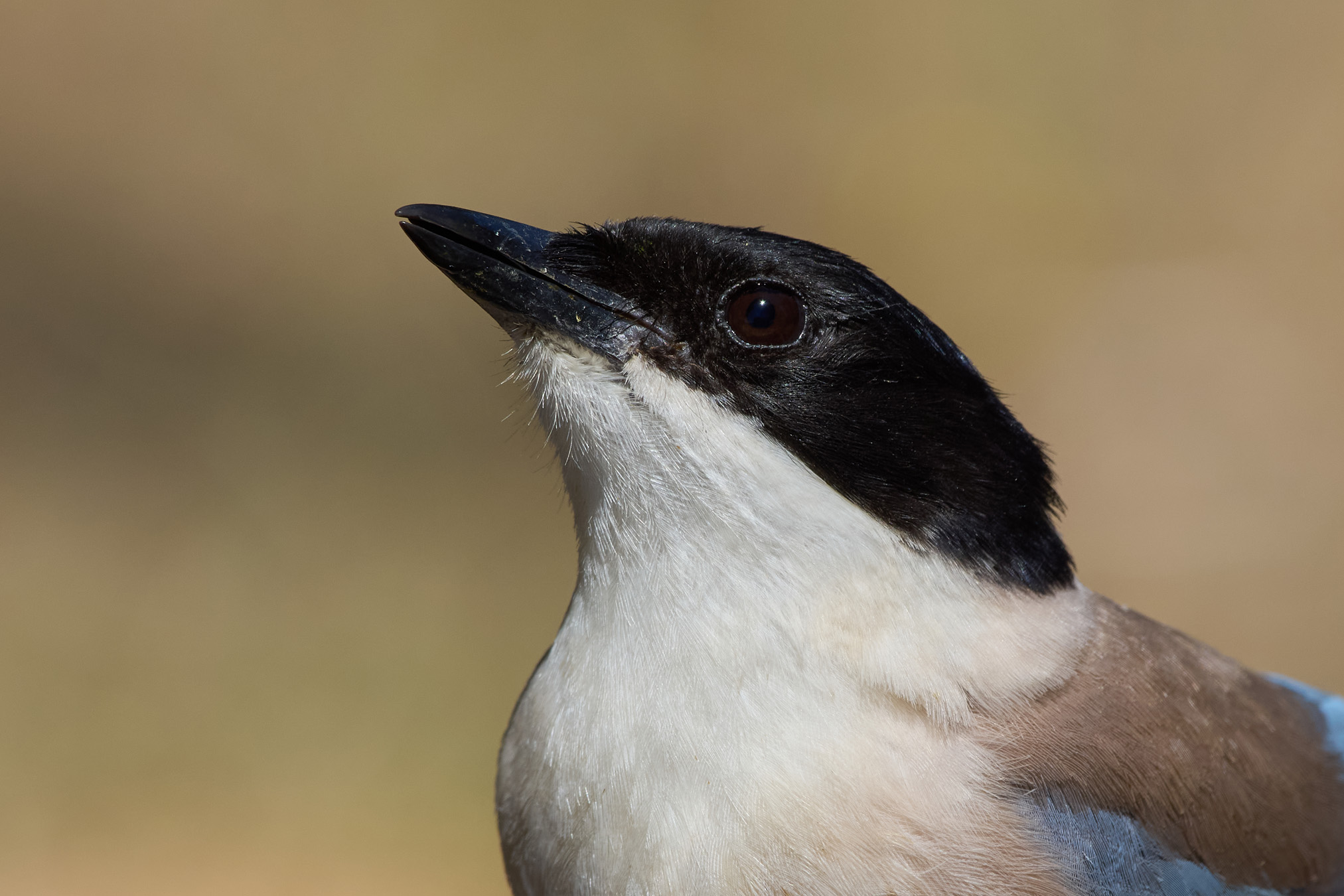 Iberian magpie