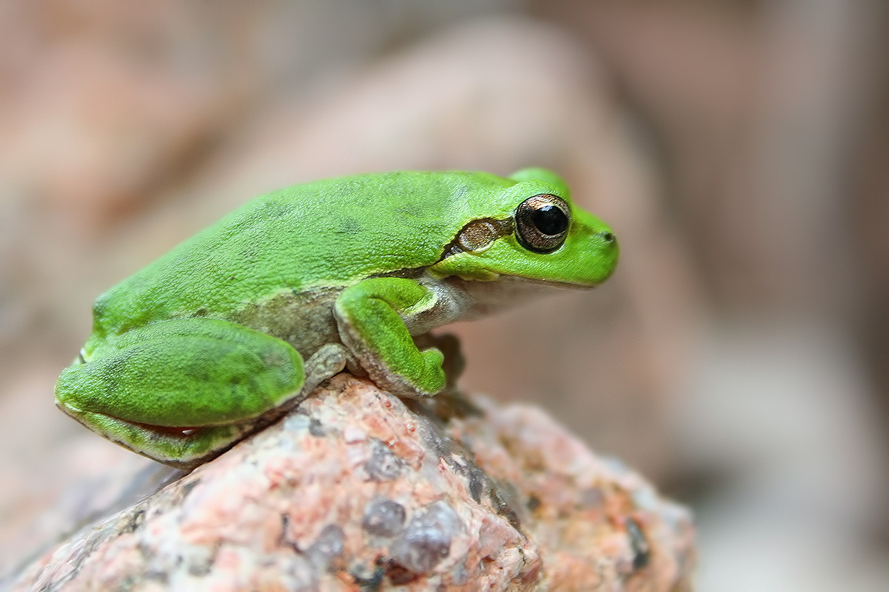 Hyla sarda (Raganella tirrenica)