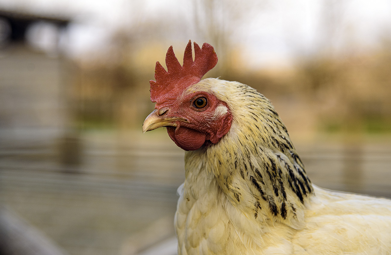 The hen is an intelligent animal...