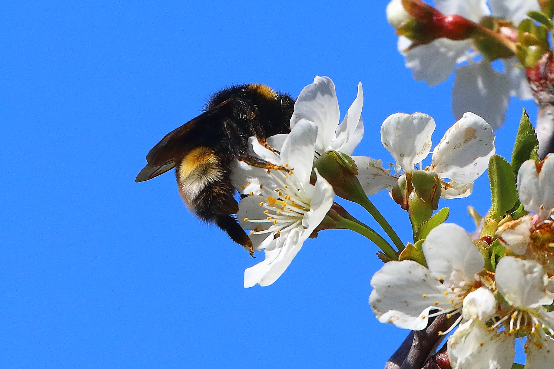 Bumblebee 03 April 2026