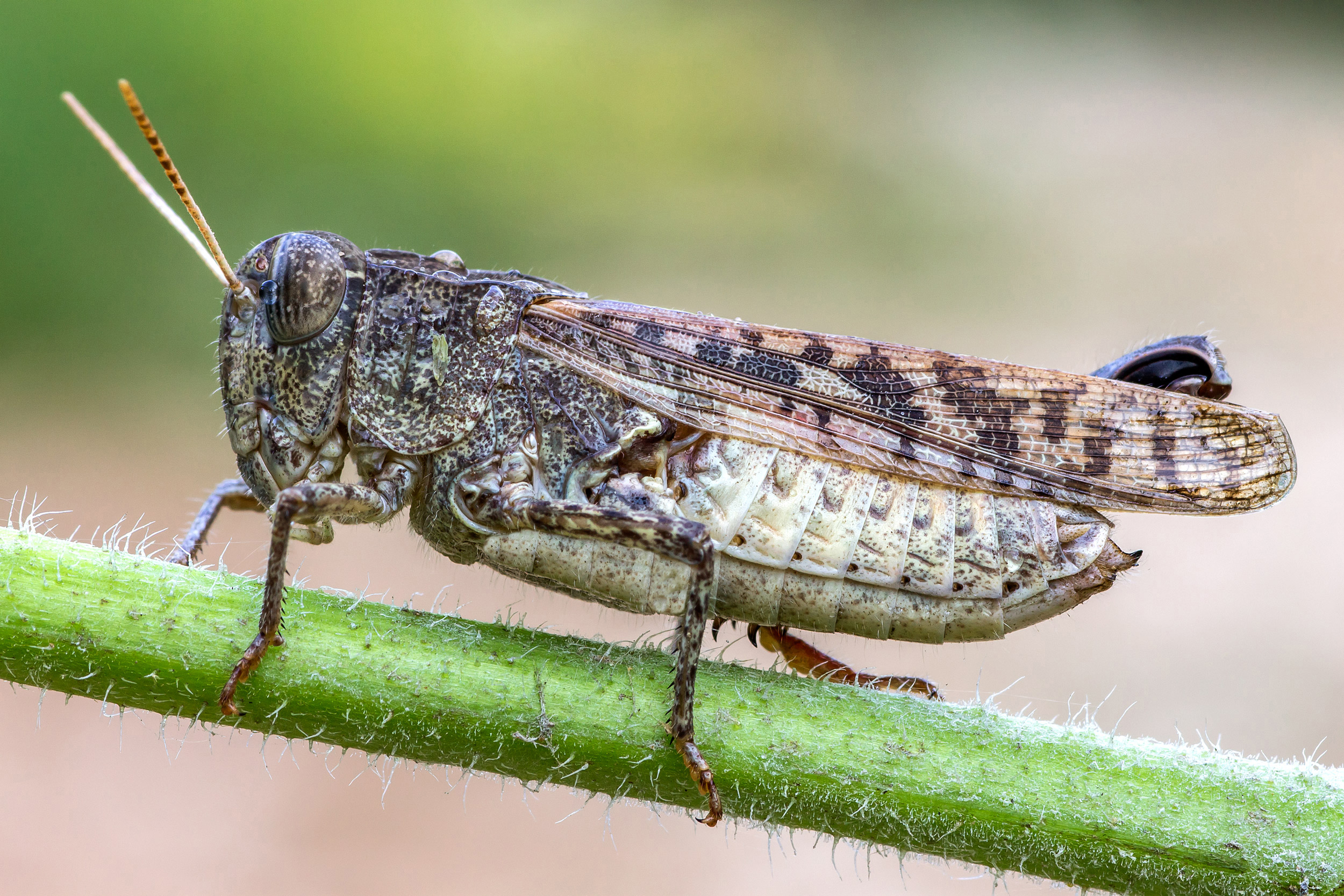 grasshopper invalid ...