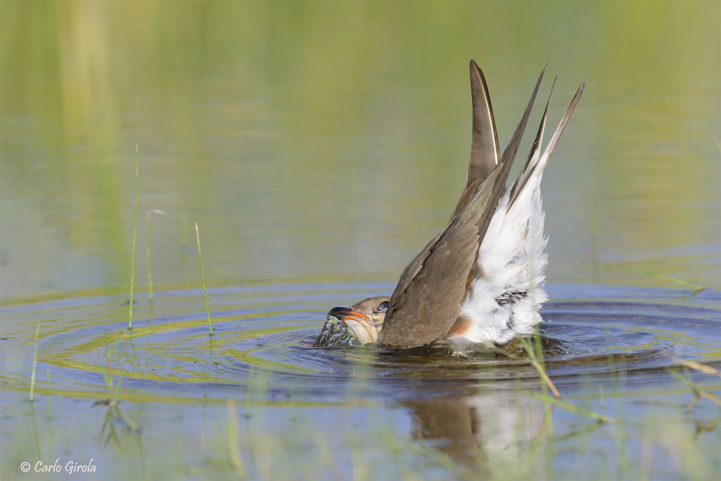 Sea partridge (Glareola pratincola)