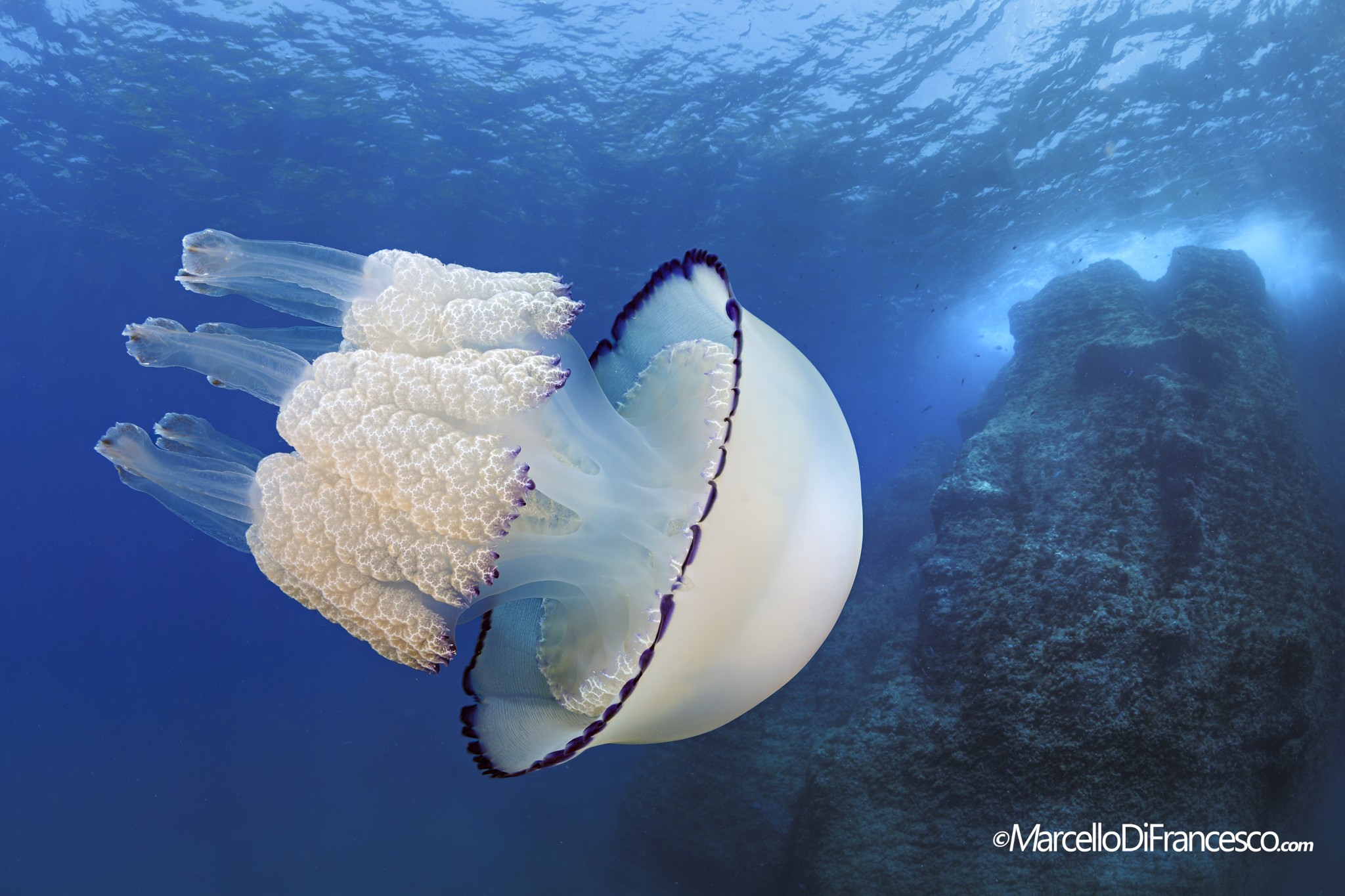 Sea Lung