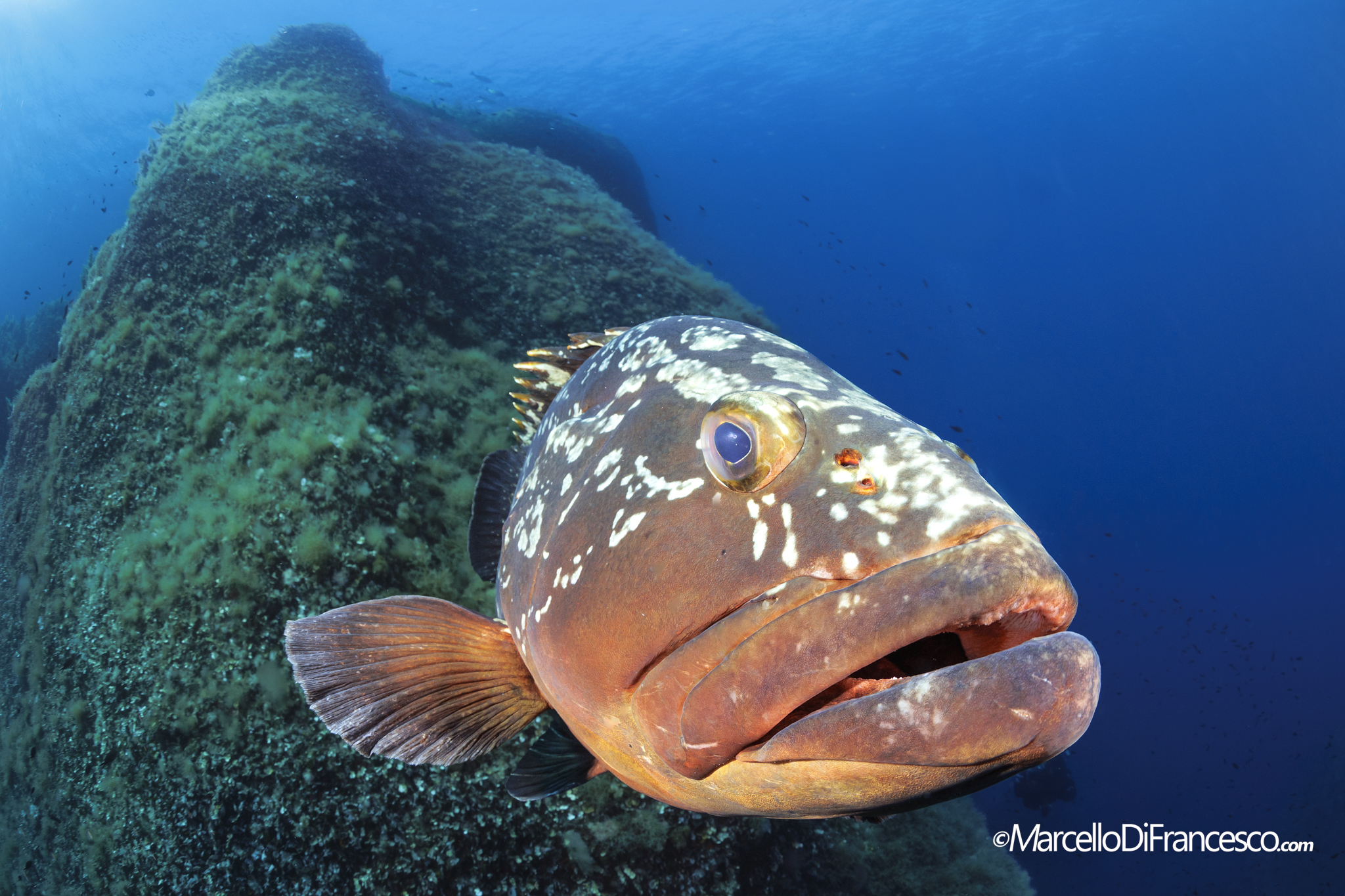 The Groupers of Pianosa