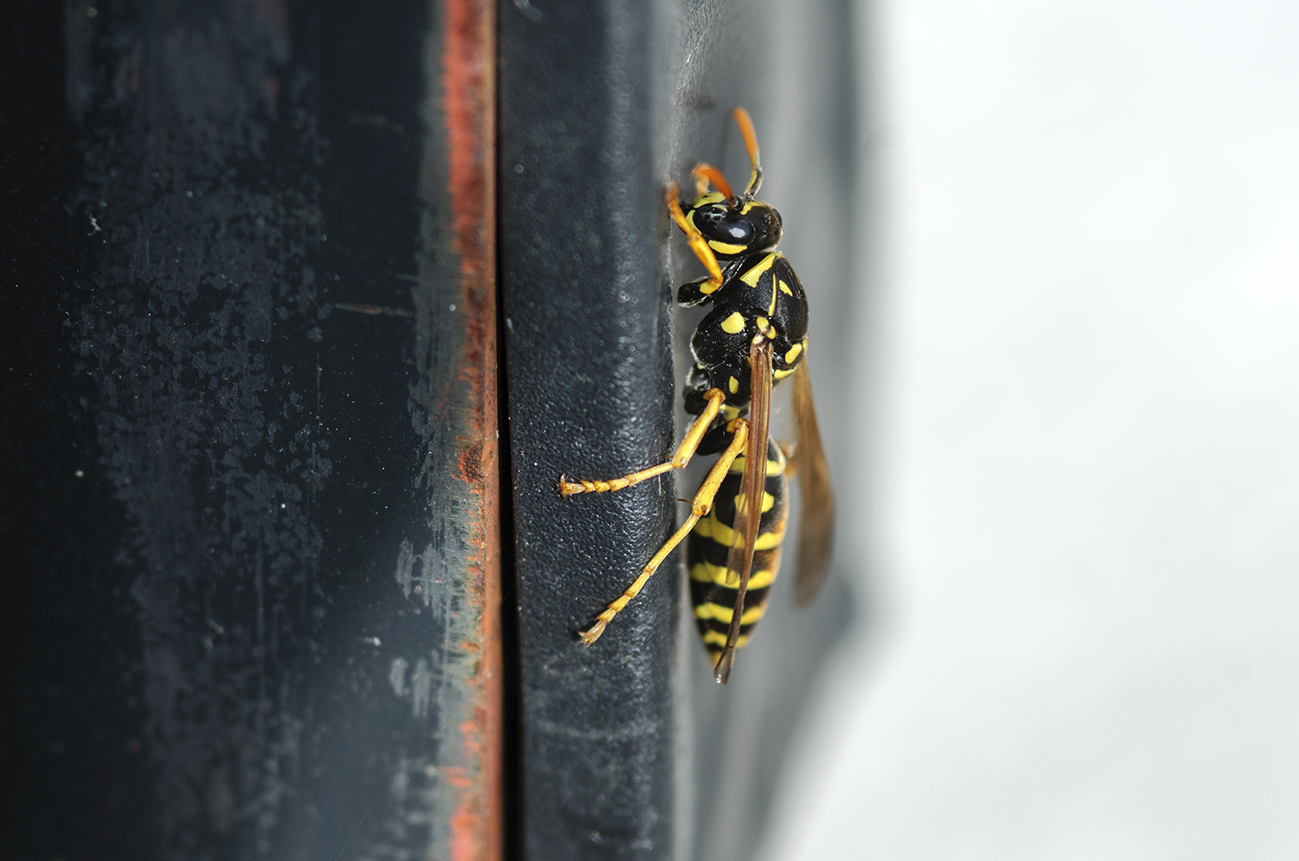 Beekeeping