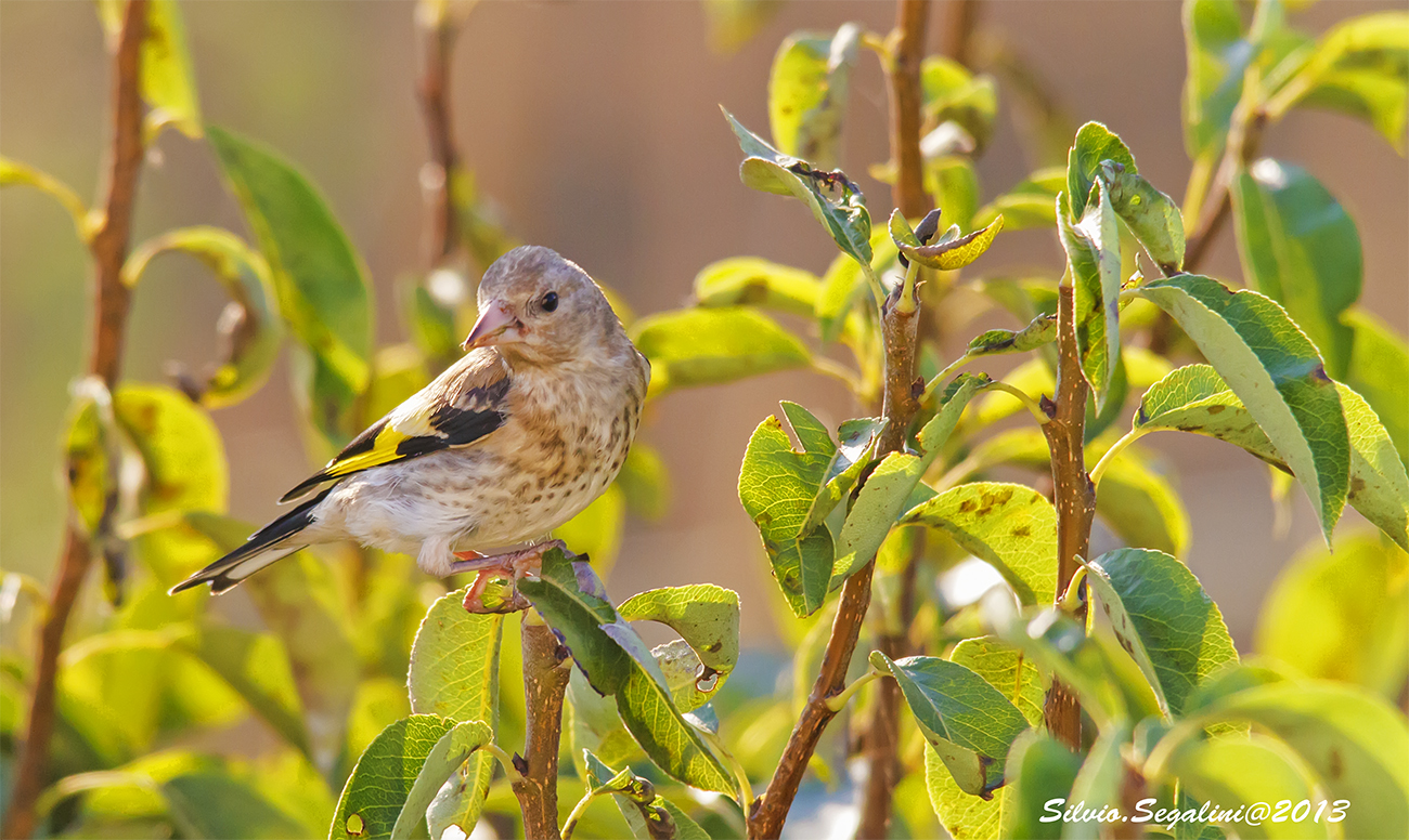 Cardellino juv in controluce
