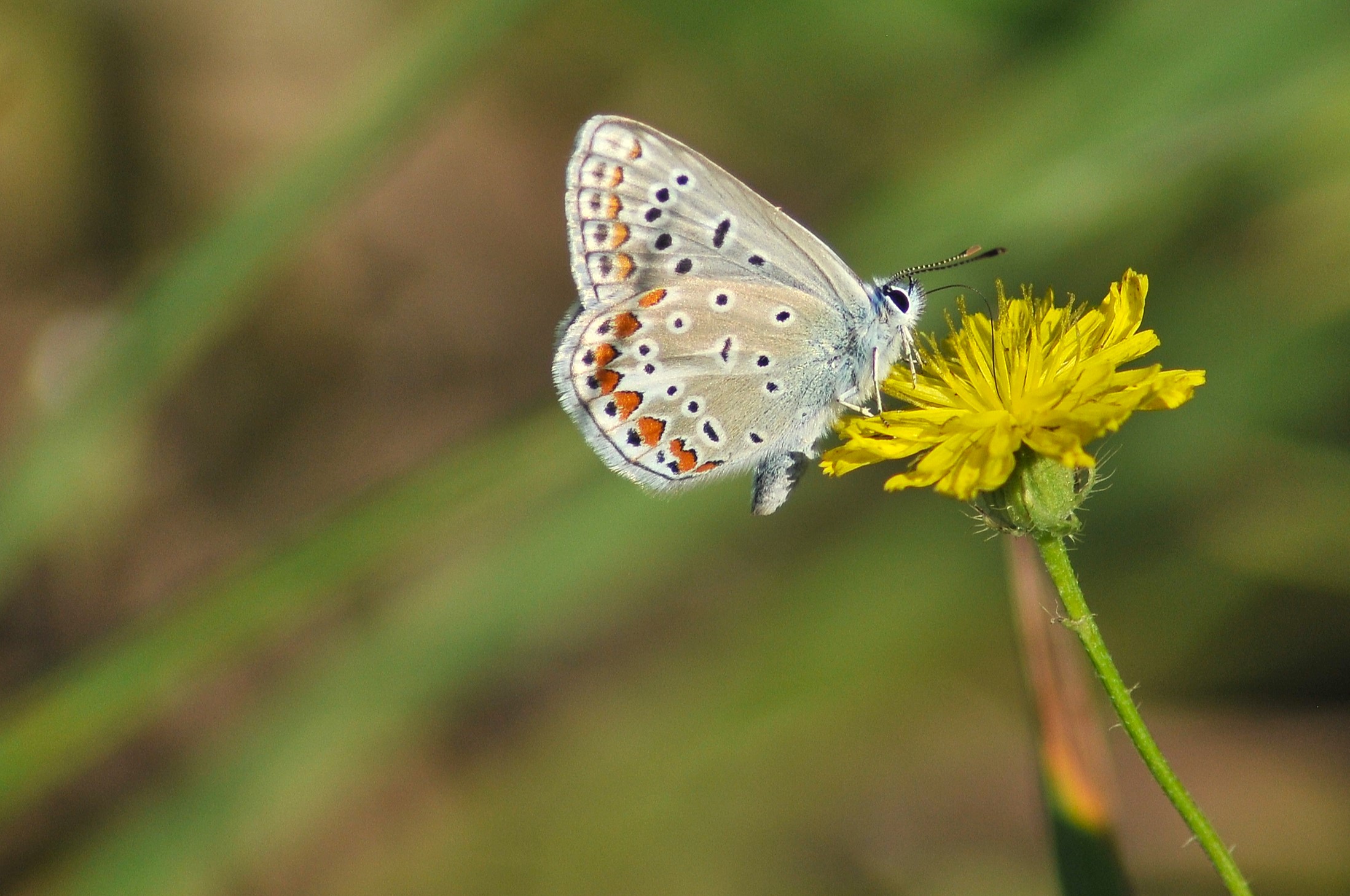 Polyommatus icarus