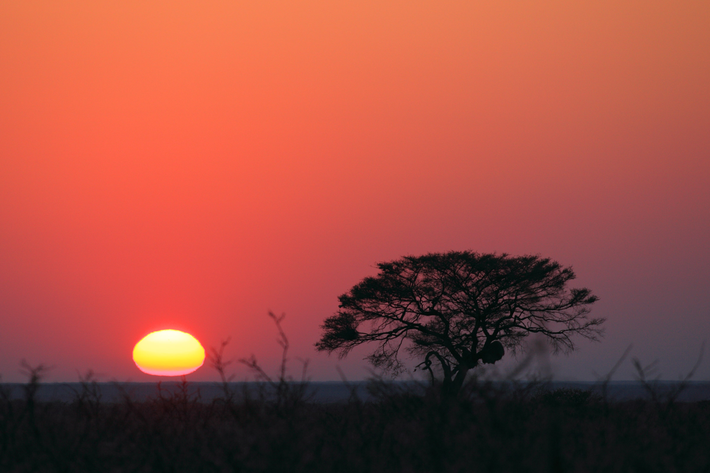 Alba in Etosha