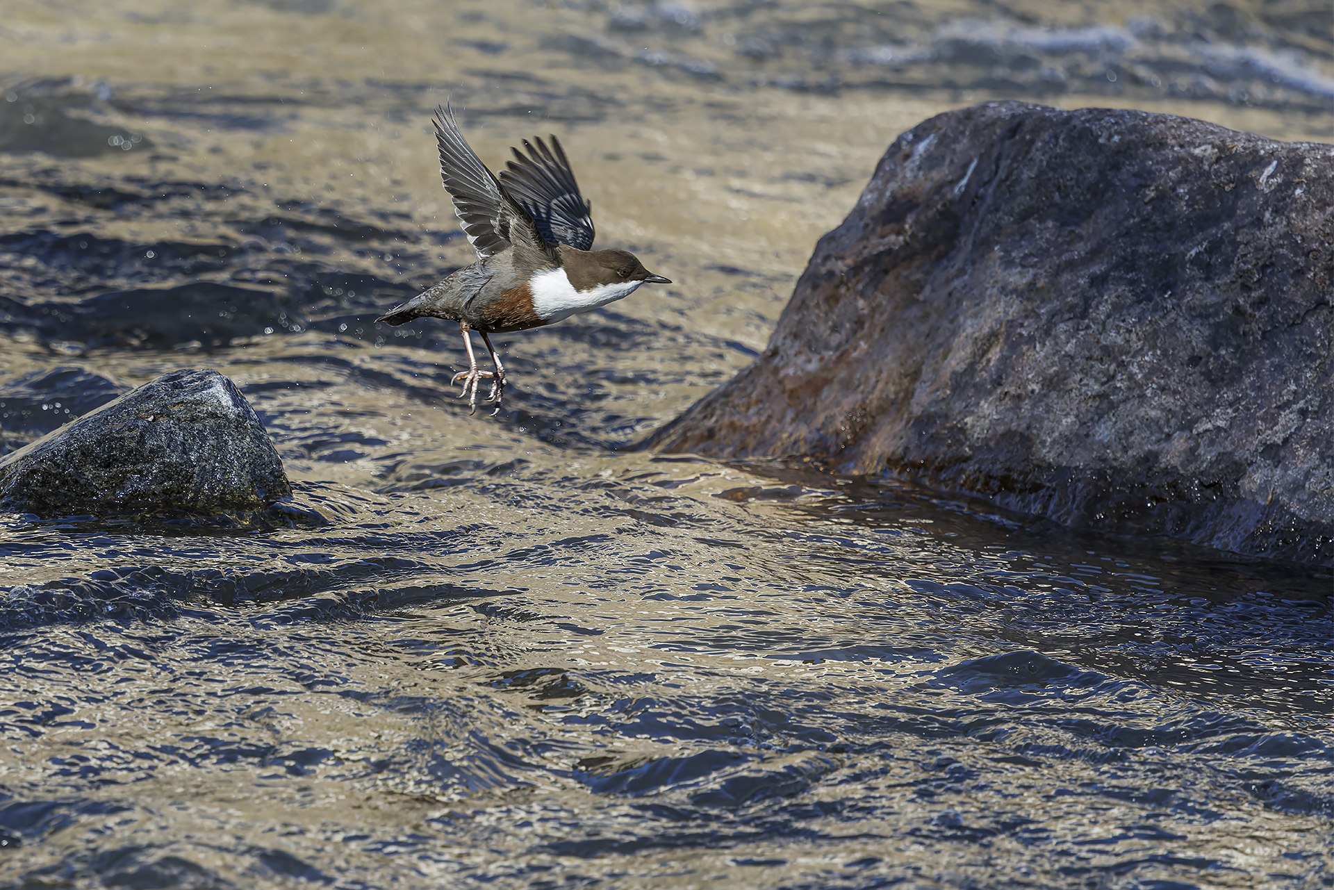 Dipper