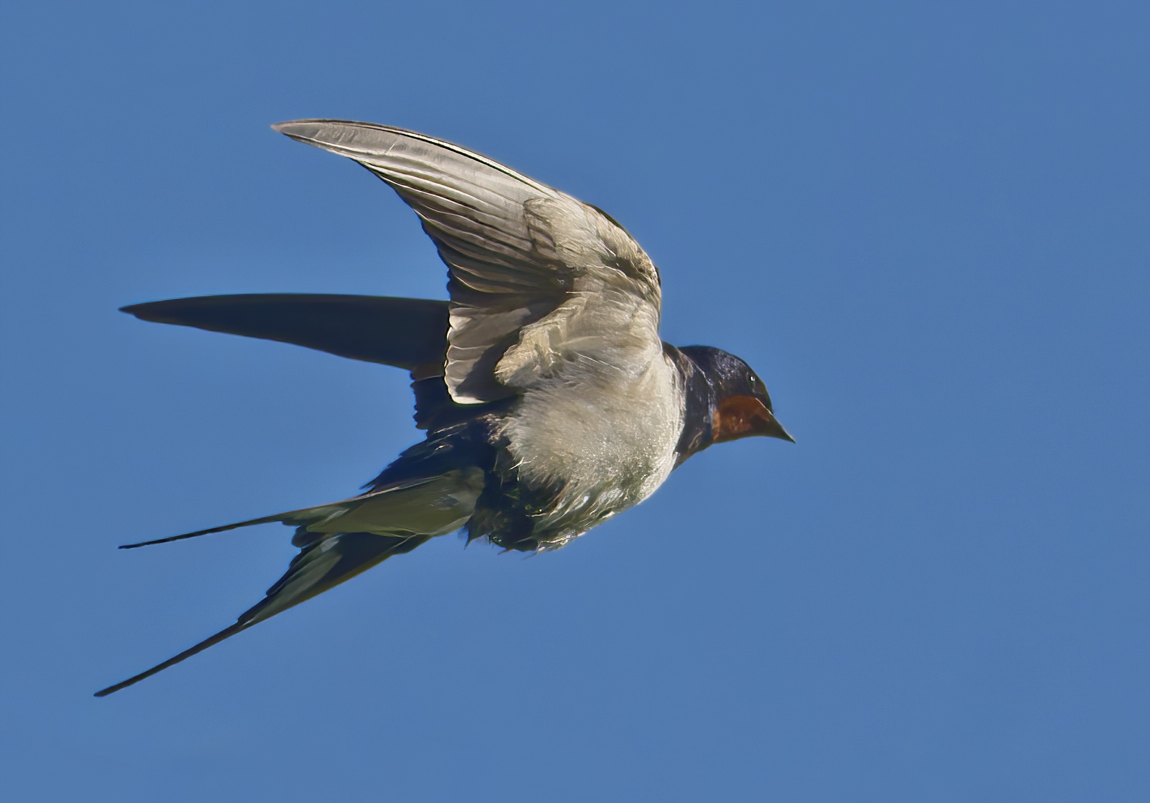 Swallow time