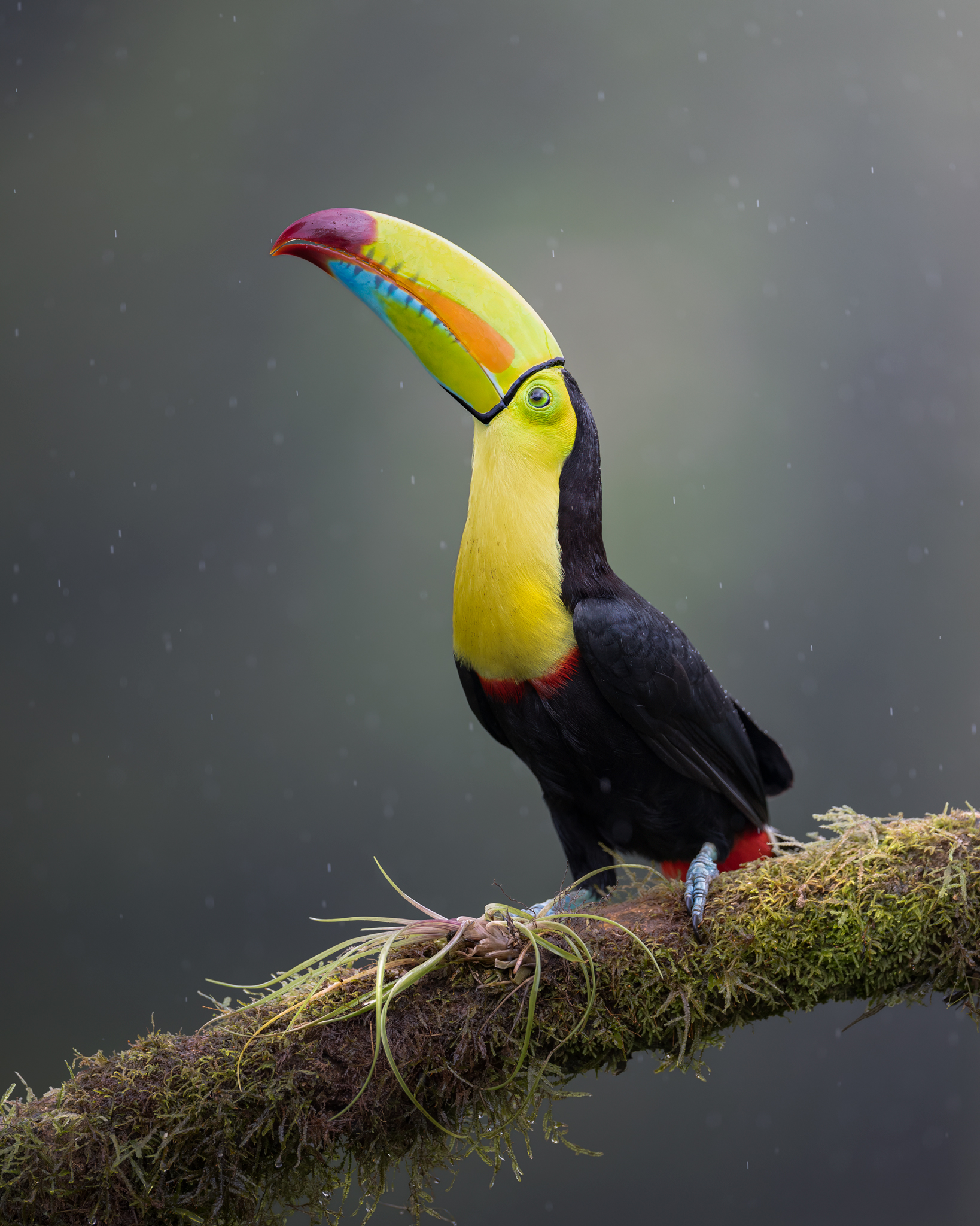Keel Billed Toucan