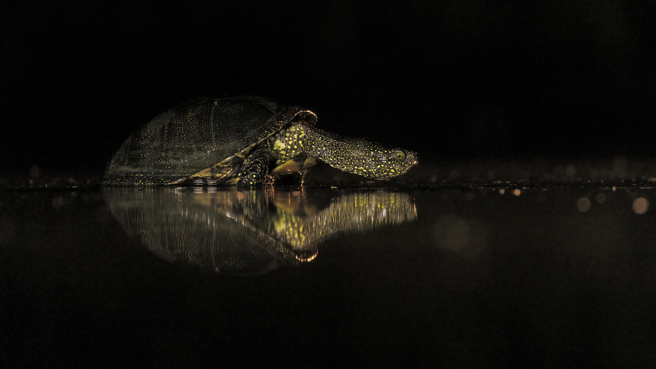 European pond turtle