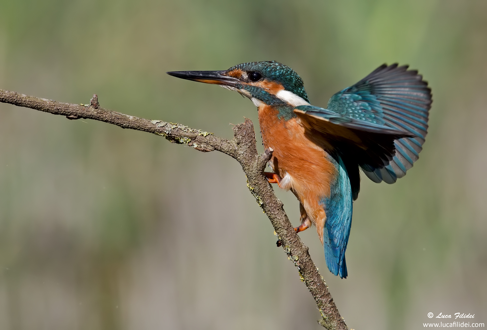 Martina equilibrista