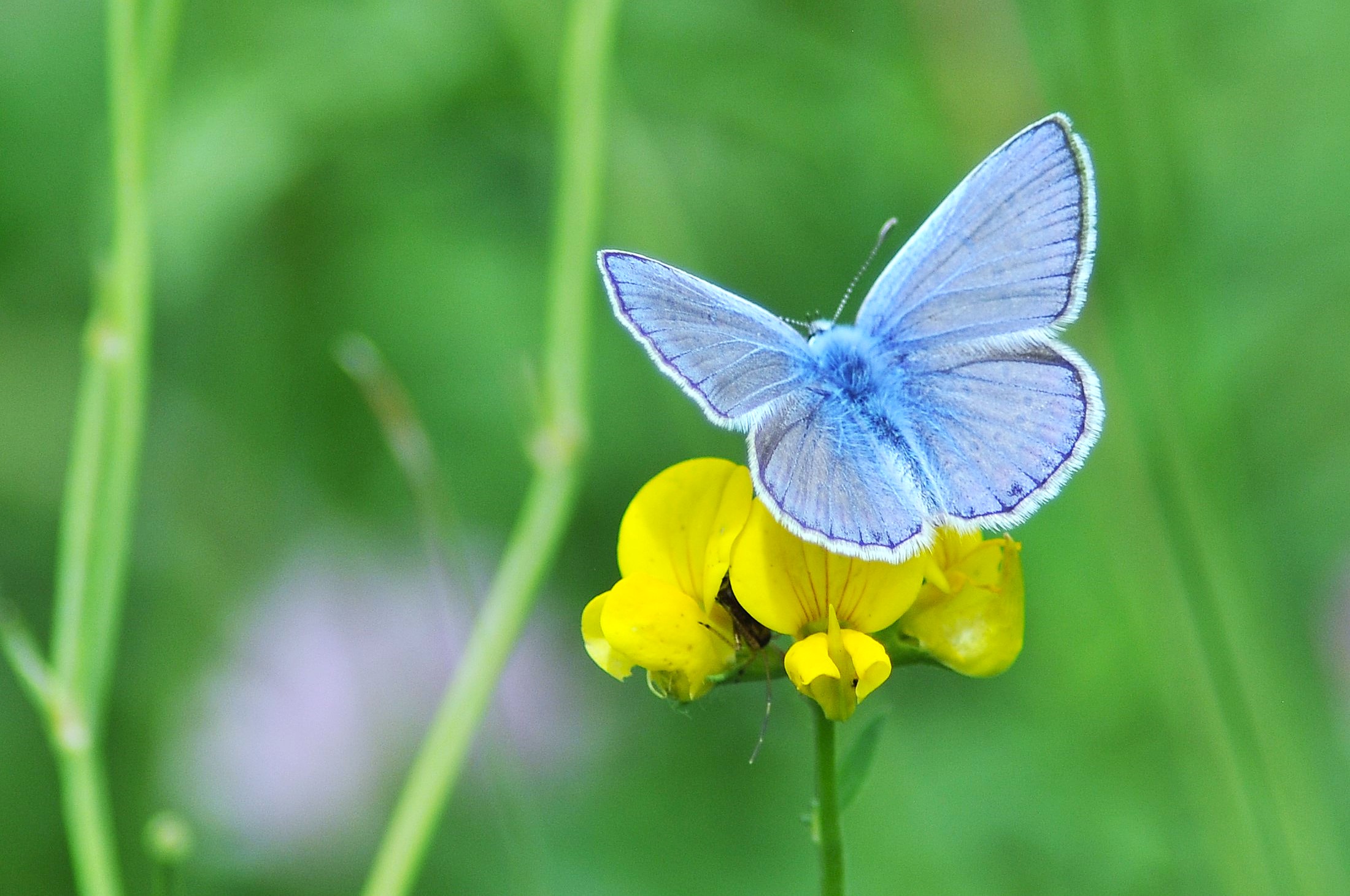 Polyommatus icarus