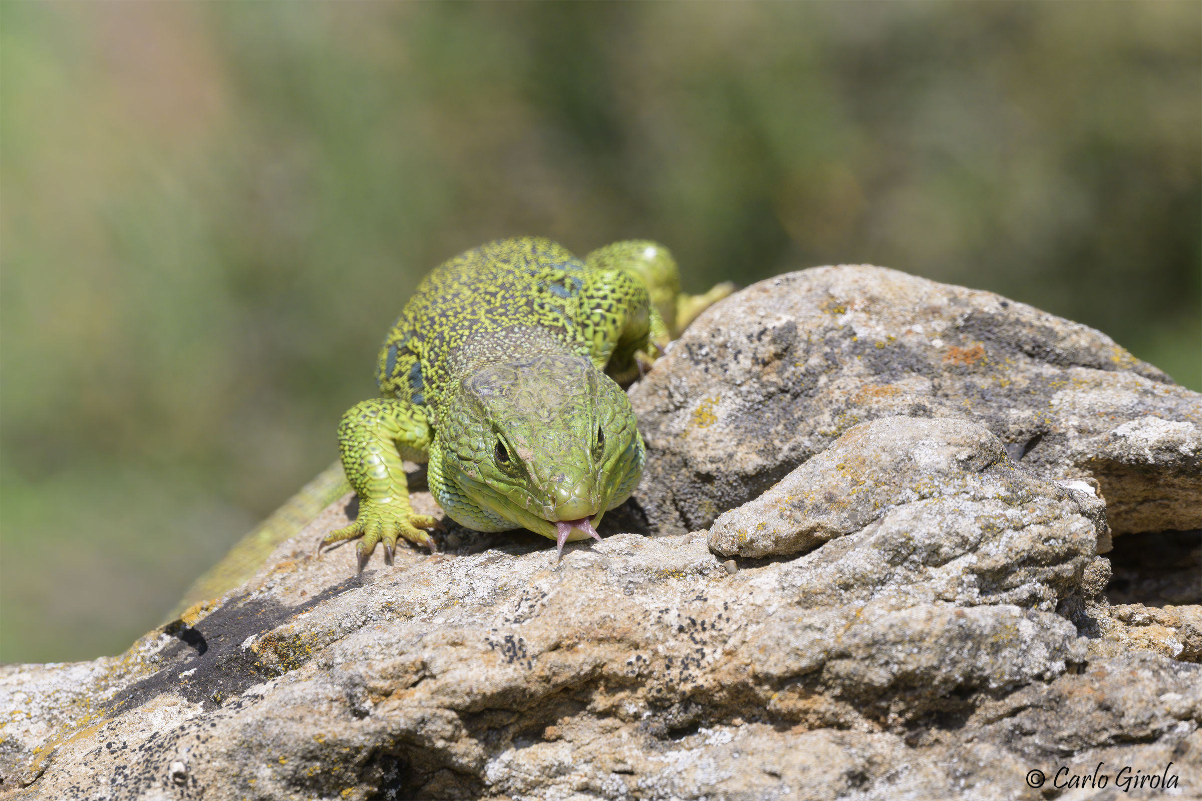 Ocellated lizard (Timon lepidus)