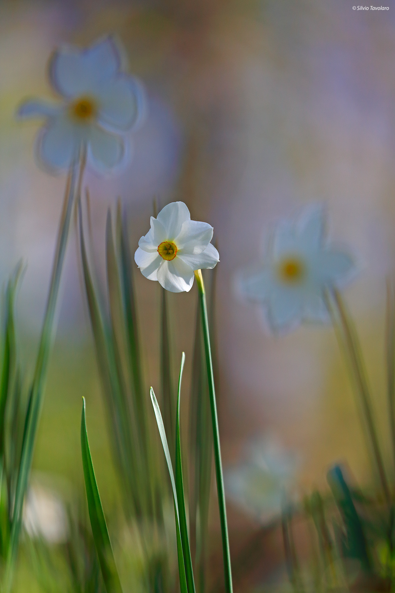 Narcissus poeticus