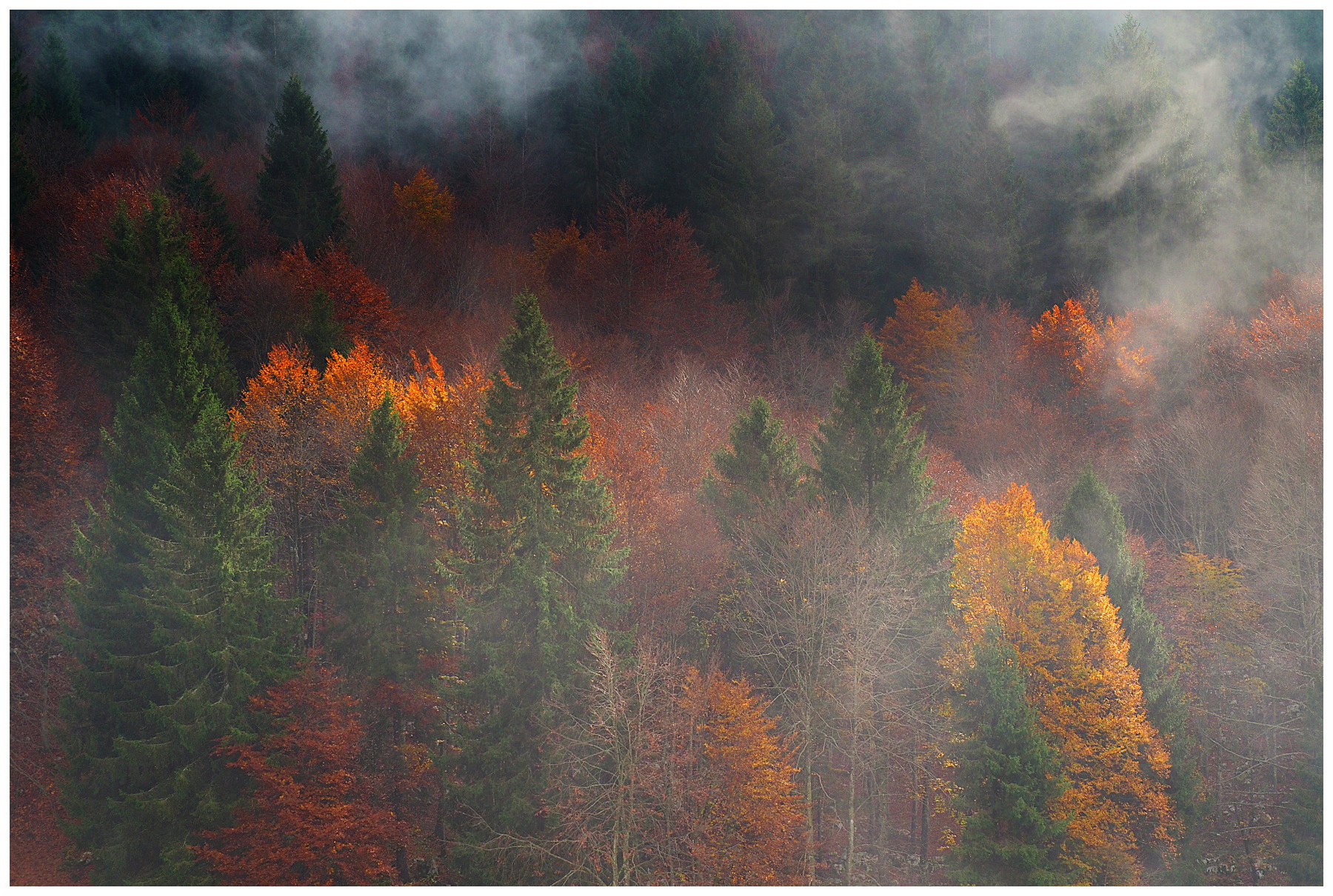 fumi di nebbia nel bosco d'autunno