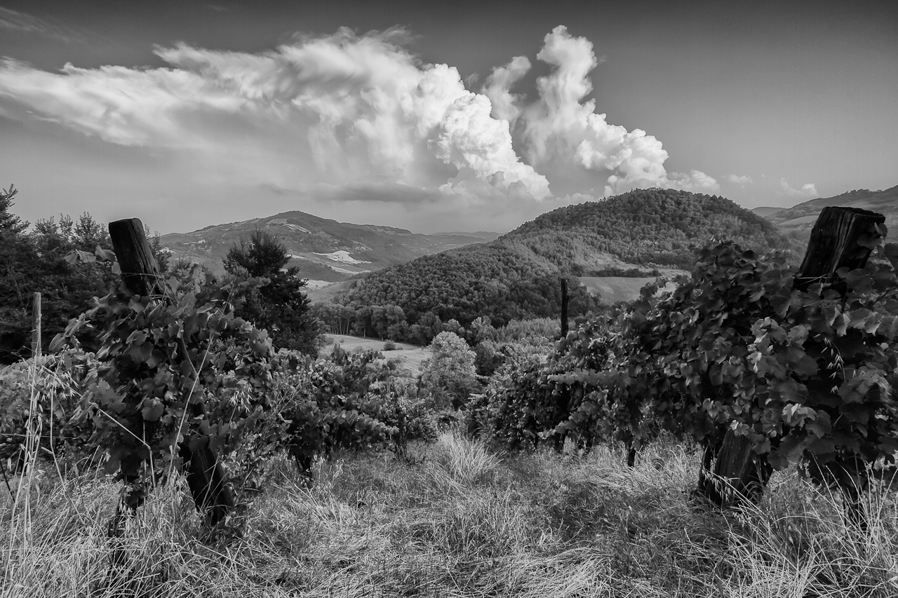 Vineyards and hills at Pavese