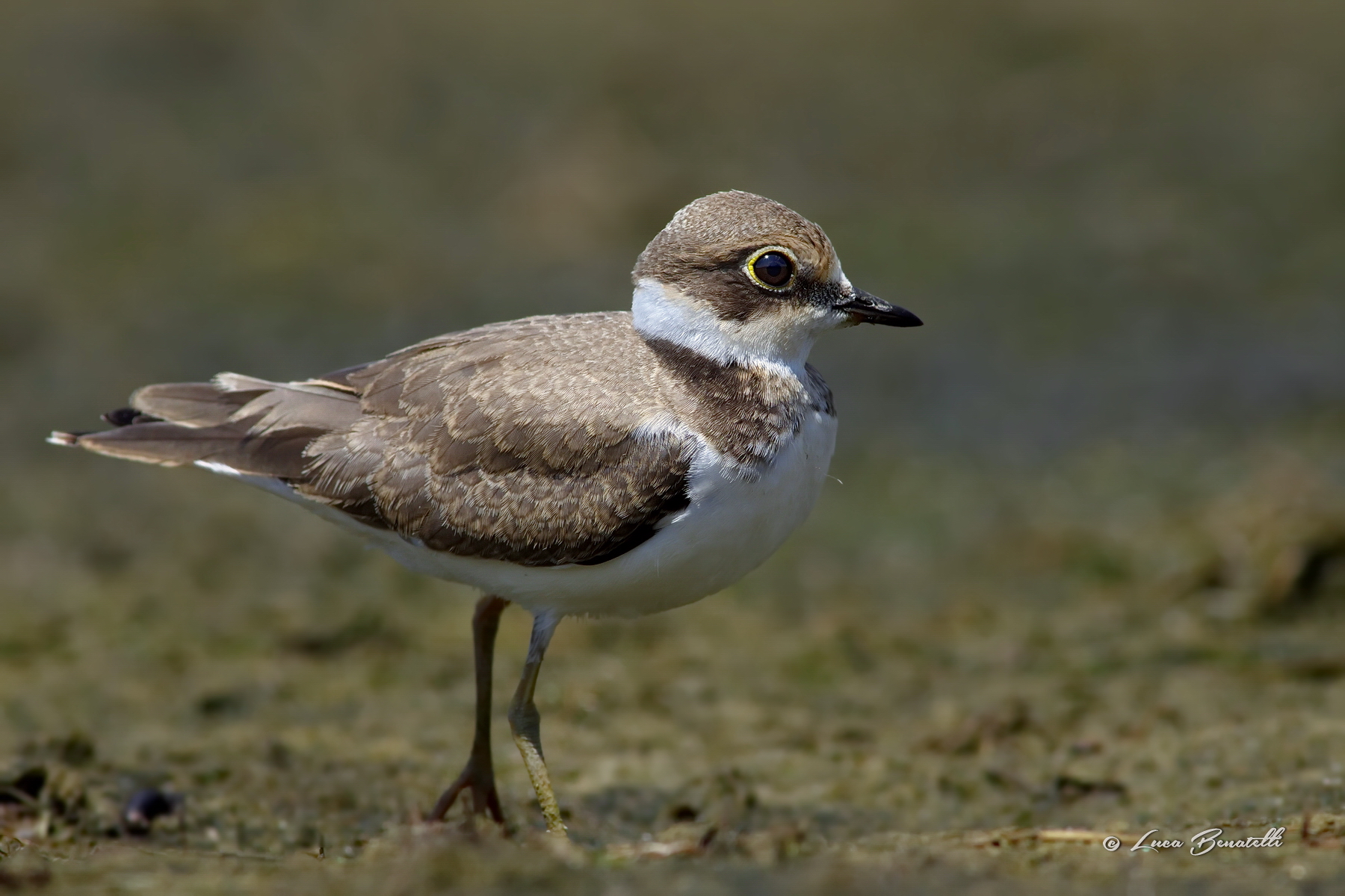 Giovane Corriere piccolo