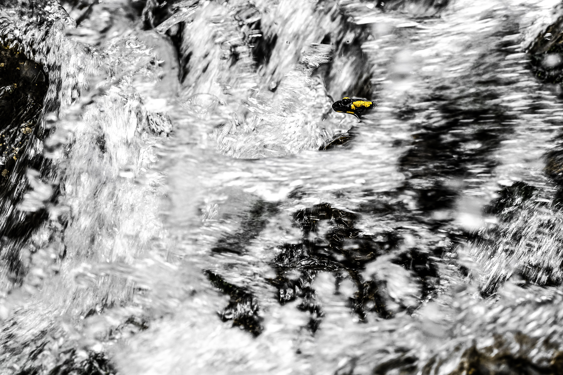 Rushing river (Salamandra salamandra)