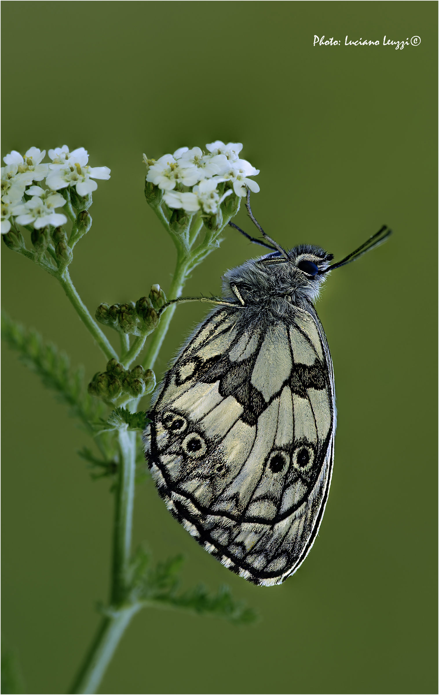 Melanargia Ghalatea