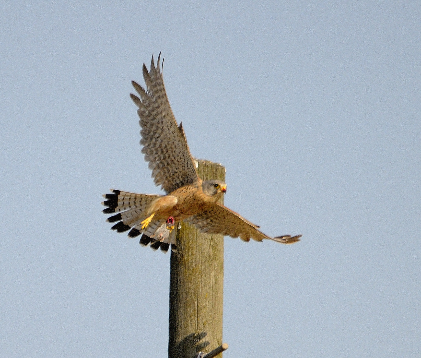 kestrel with prey ..