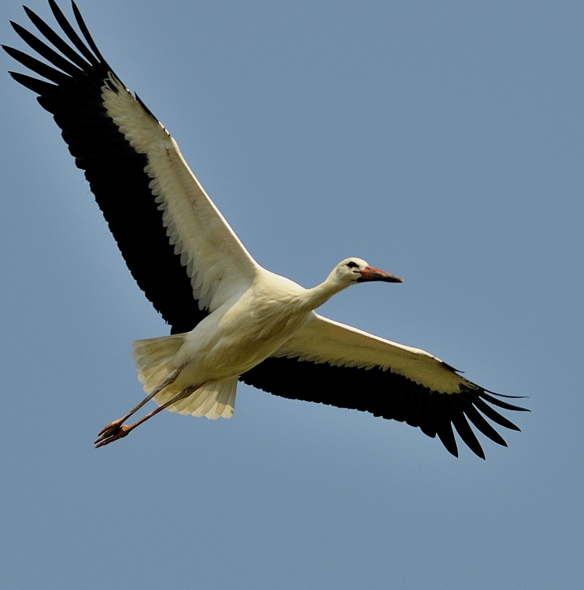 stork in flight ... in a protected oasis ..
