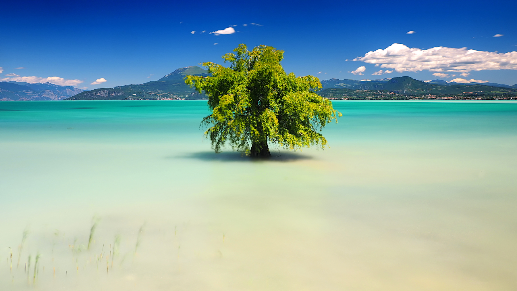 l'albero acquatico