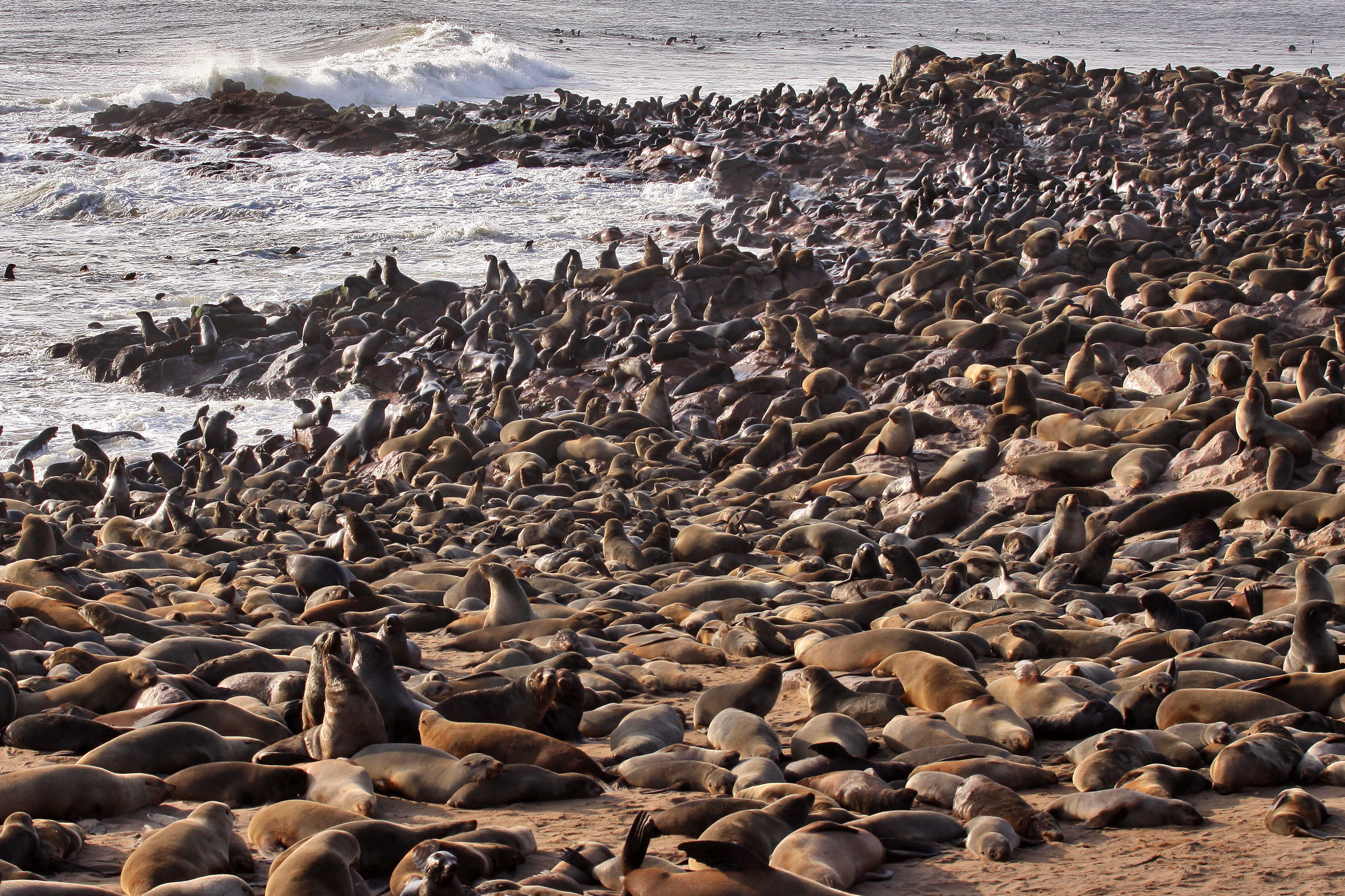 Cape Cross Seal colonia