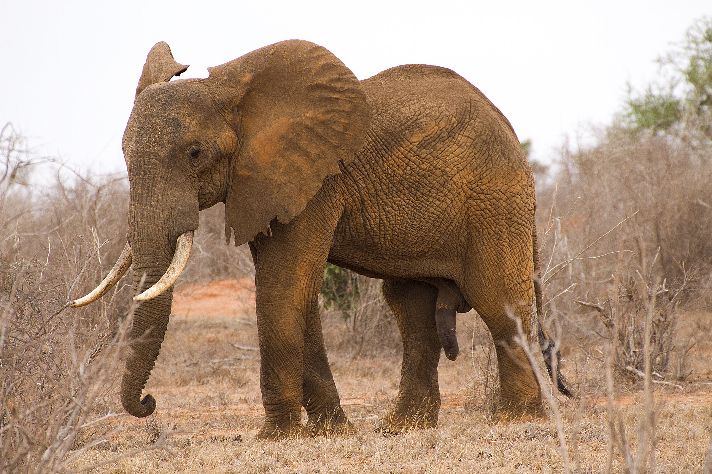 Elefante Hot - Parco Tsavo East - Kenya