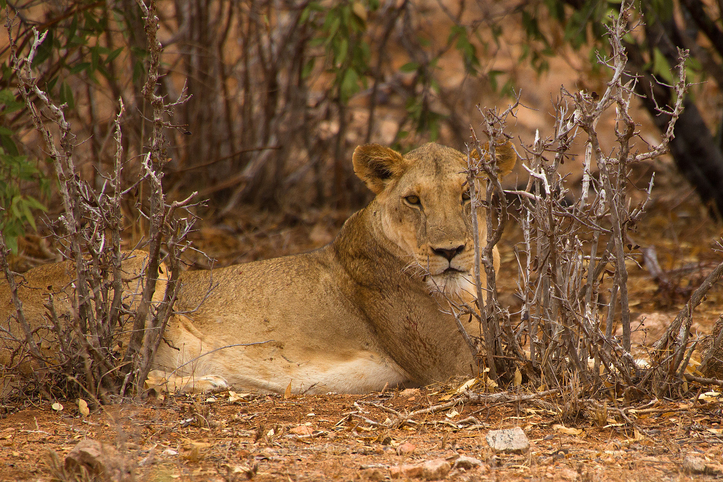 Leonessa - Parco Tsavo East - Kenya