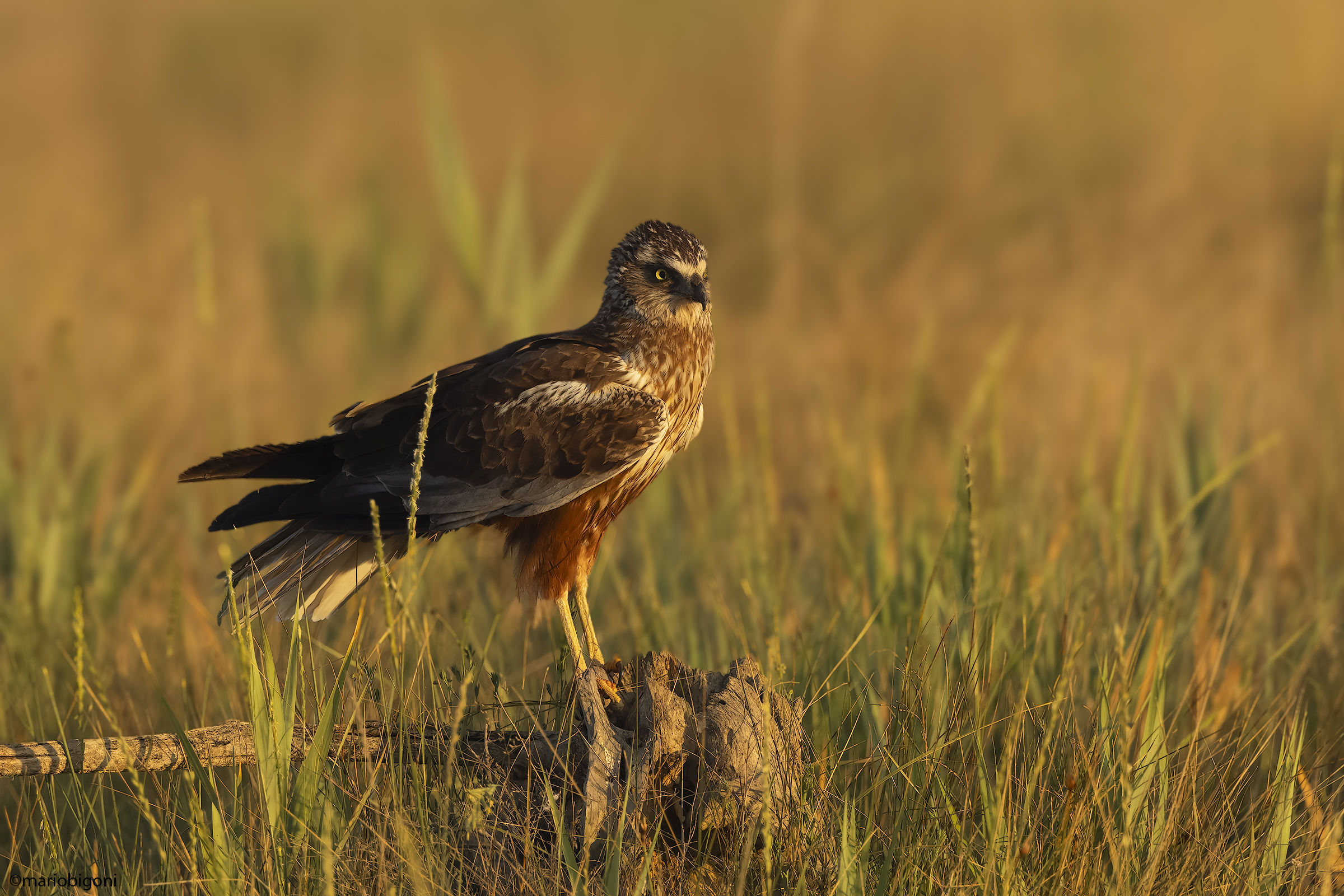 Falco di palude
