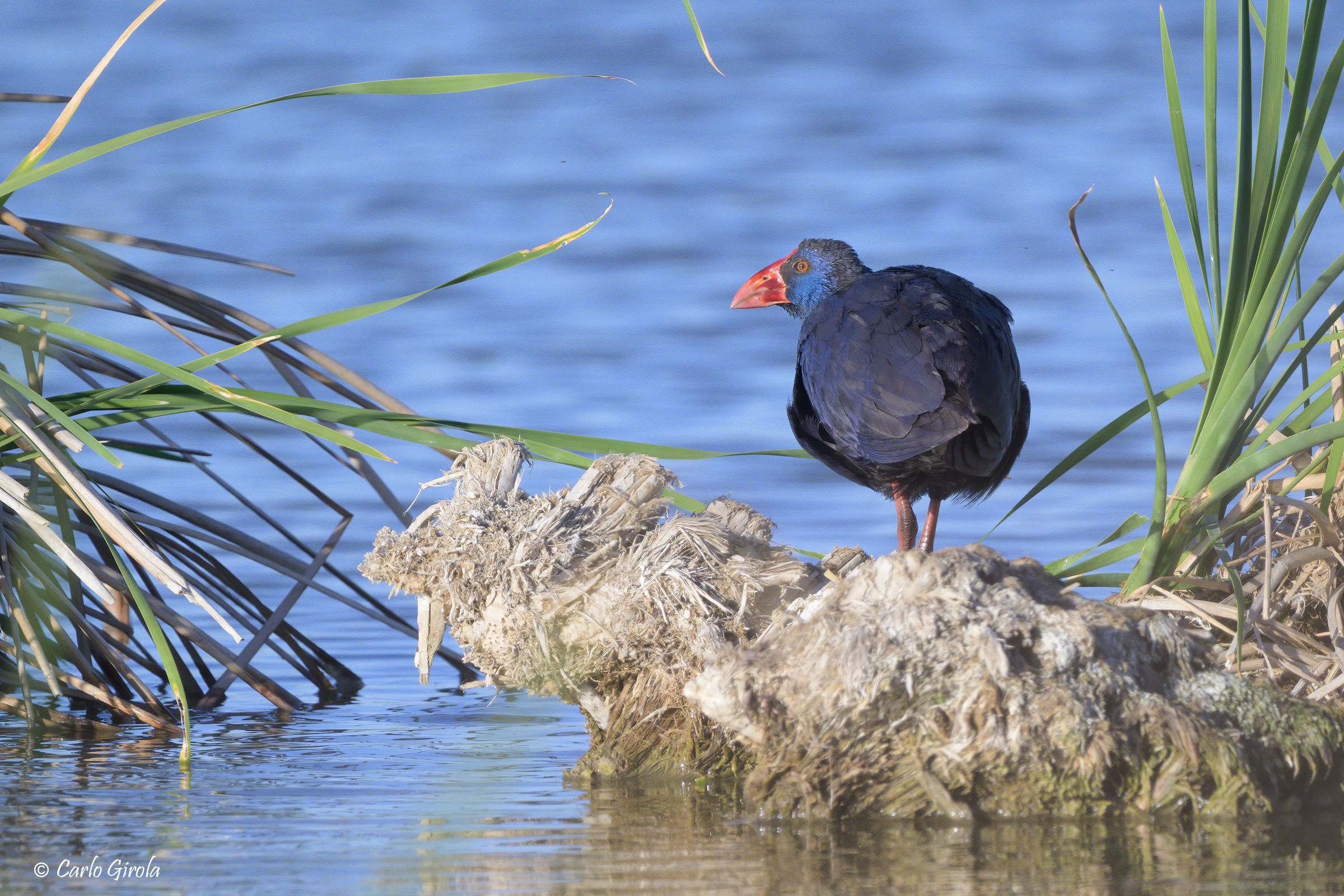Swamphen (Porphyrio porphyrio)