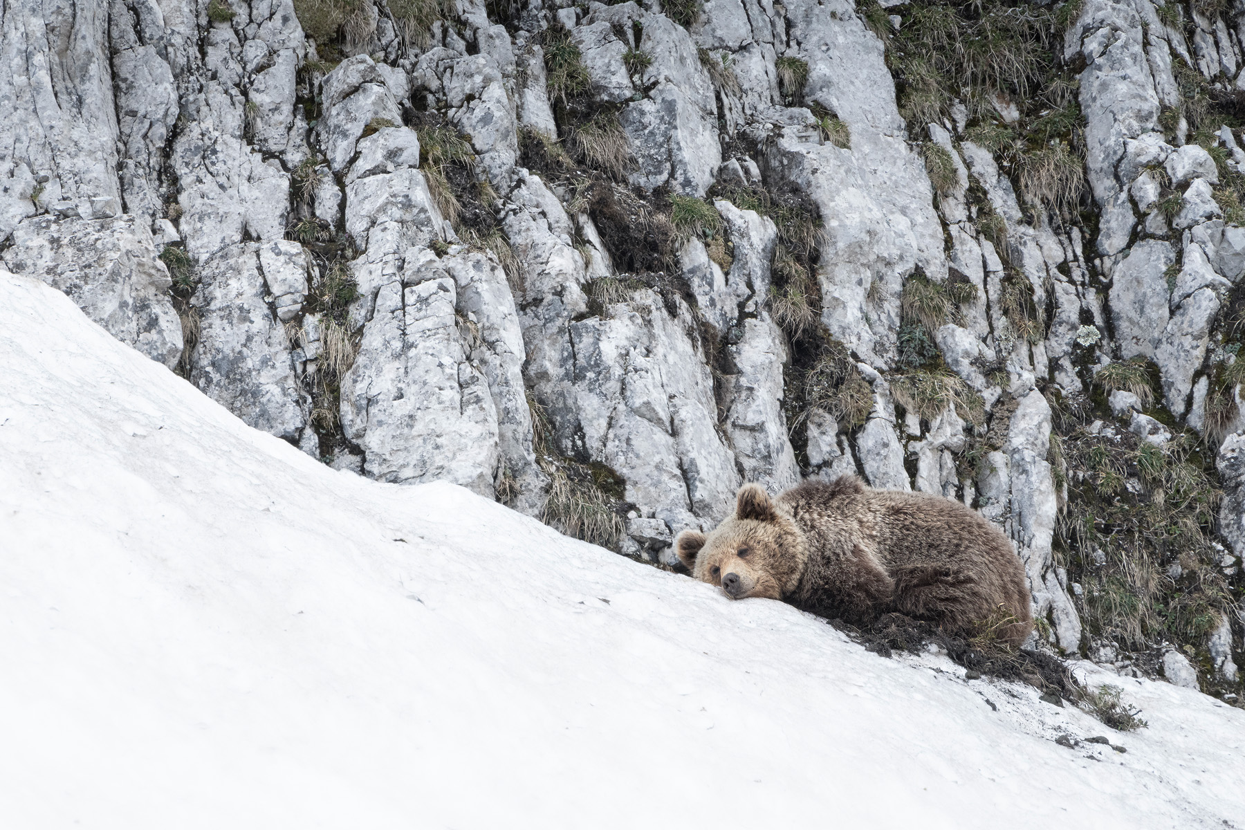 Orso alpino