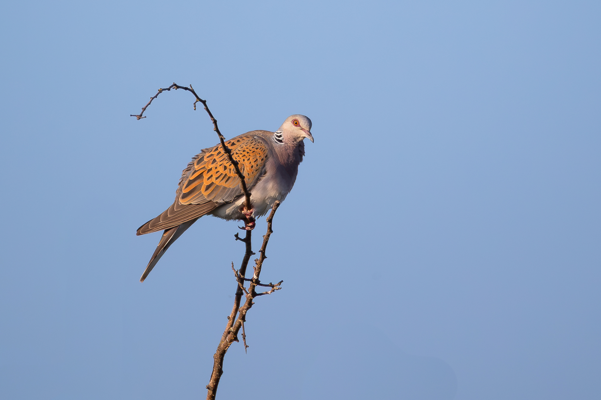 tortora selvatica.