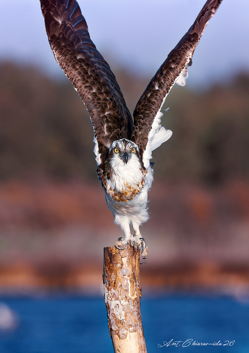 Falco Pescatore adulto