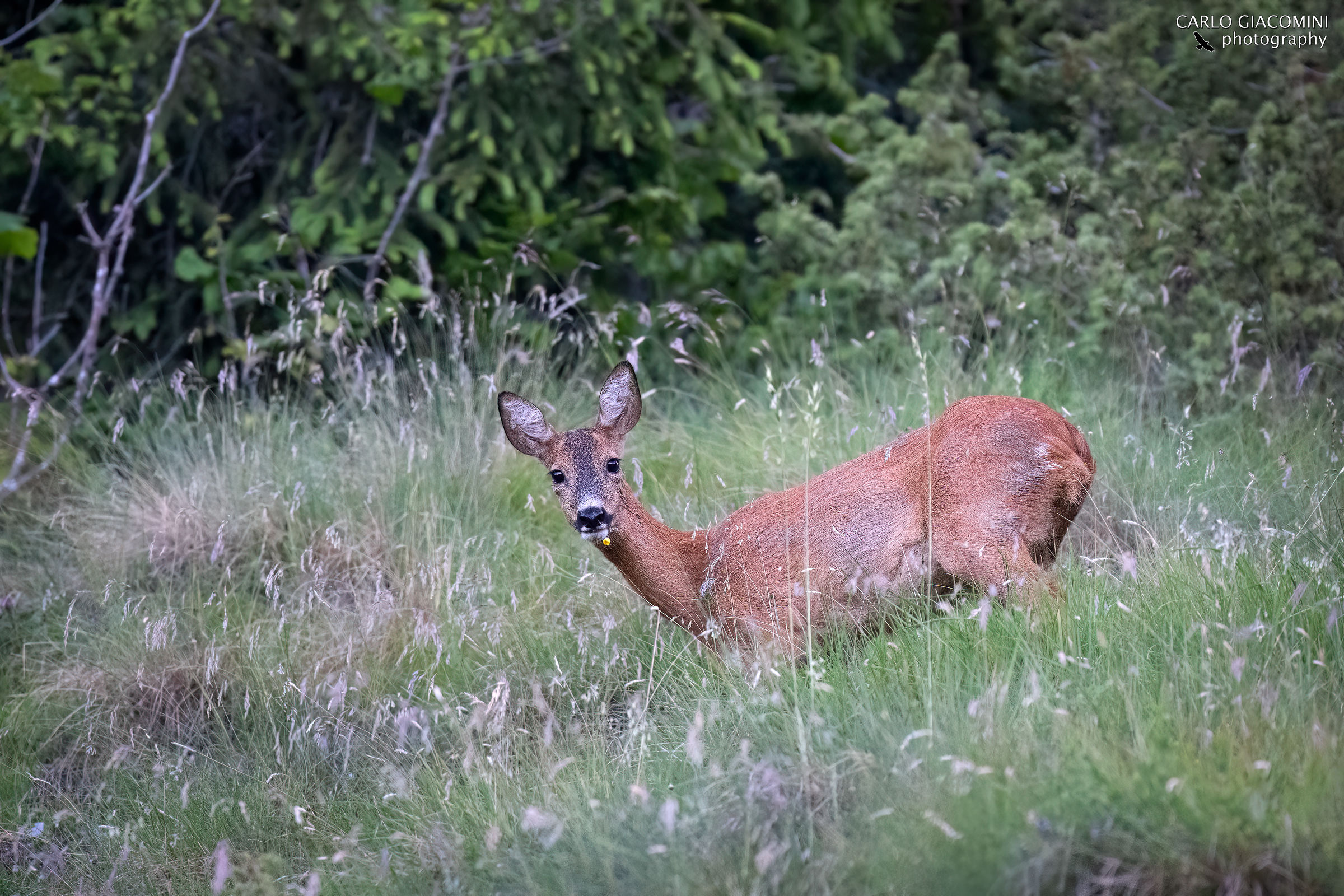 Capriolo al pascolo