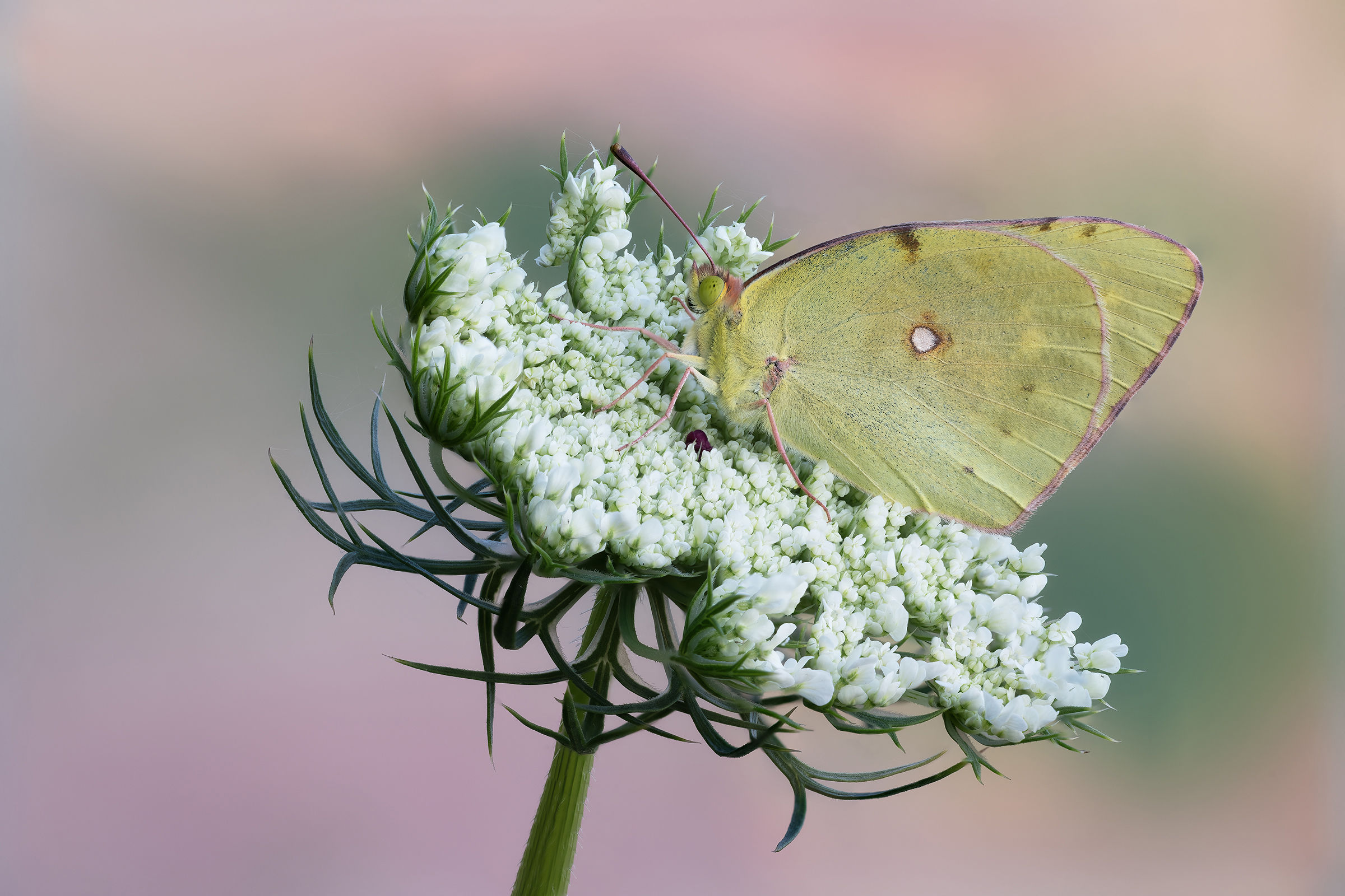 Colias